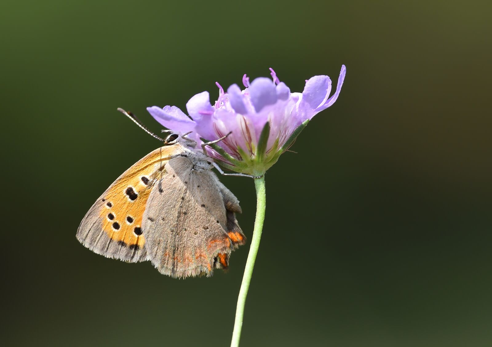 Nikon D750 sample photo. Garden, spring, butterfly photography