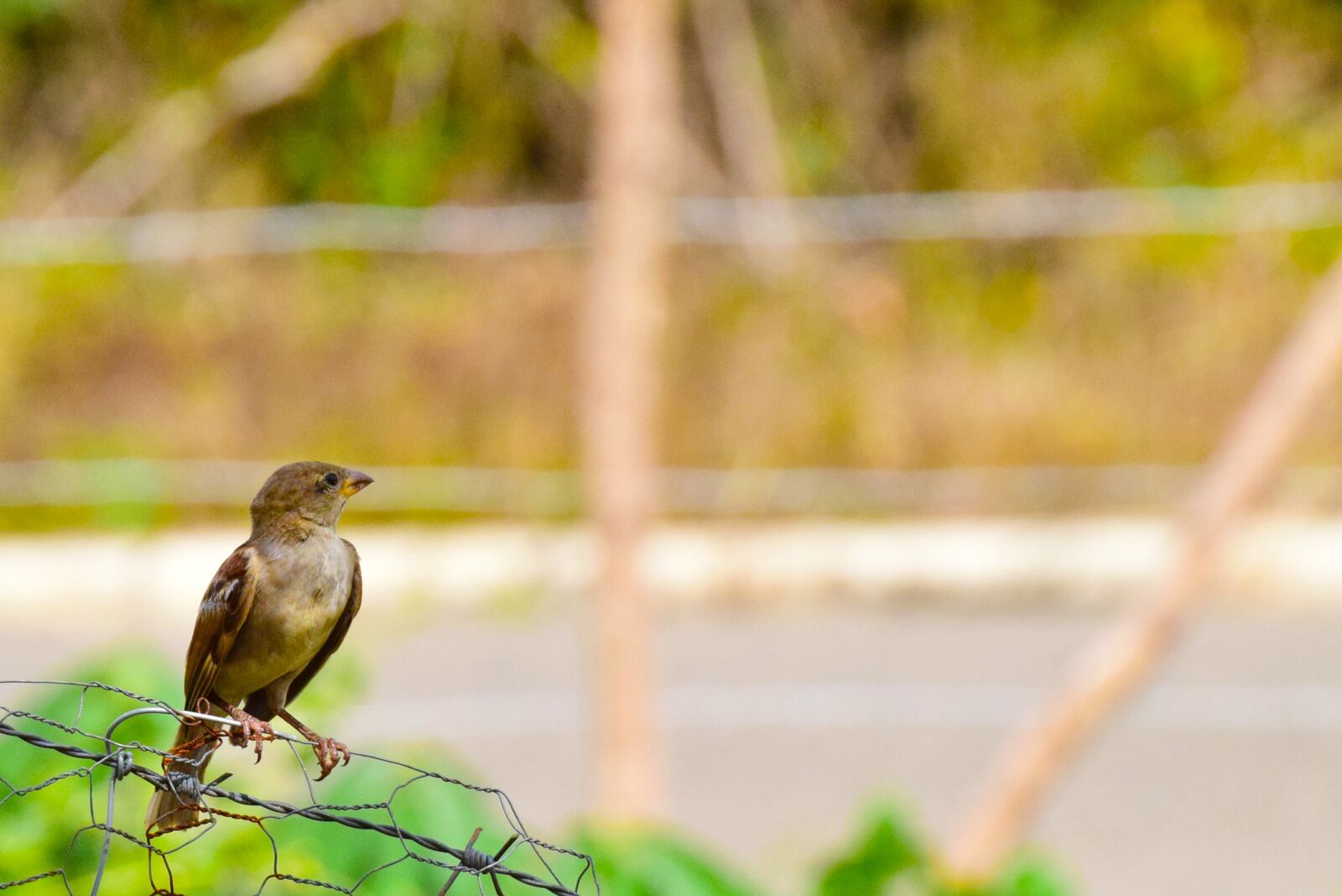 Nikon D5300 sample photo. Birds, sparrow, pen photography