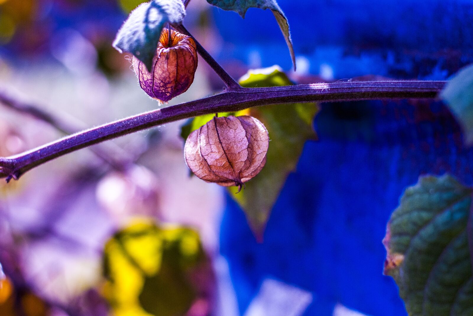 Nikon D60 sample photo. Uvilla dry, fruit, landscape photography