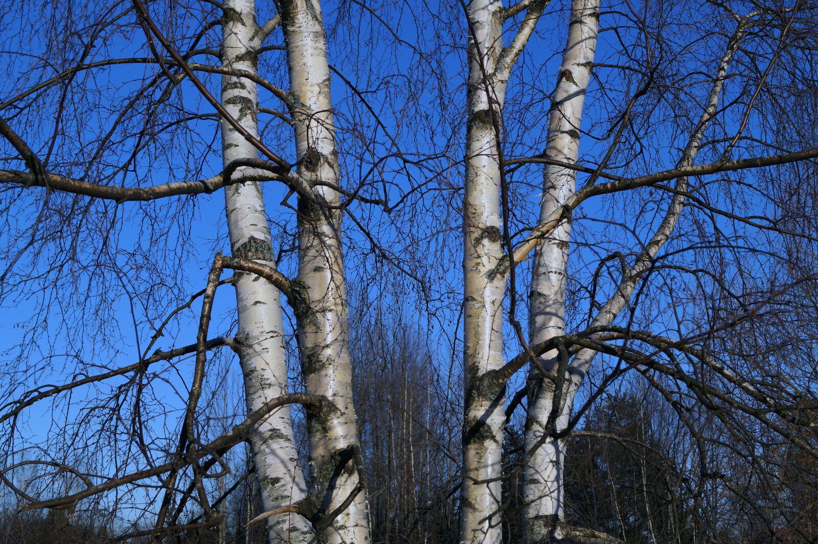 Sony DT 18-55mm F3.5-5.6 SAM II sample photo. Birch, tree, finnish photography