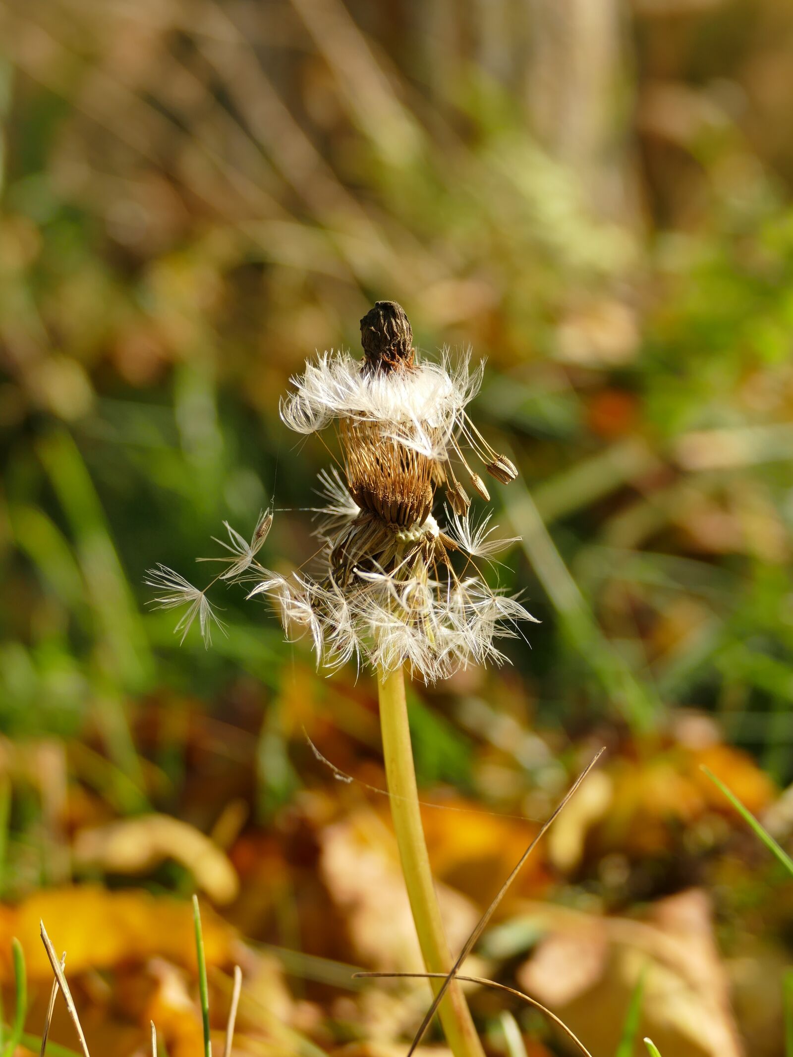 Panasonic Lumix DMC-FZ1000 sample photo. Autumn, nature, dandelion photography