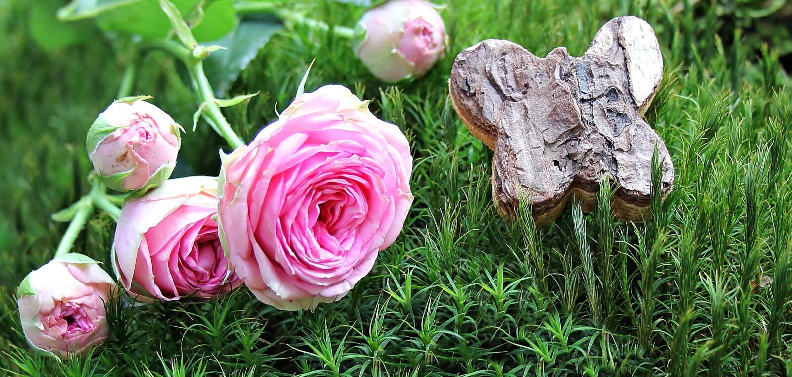 Canon EOS 550D (EOS Rebel T2i / EOS Kiss X4) sample photo. Summer, flower, nature, leaf photography