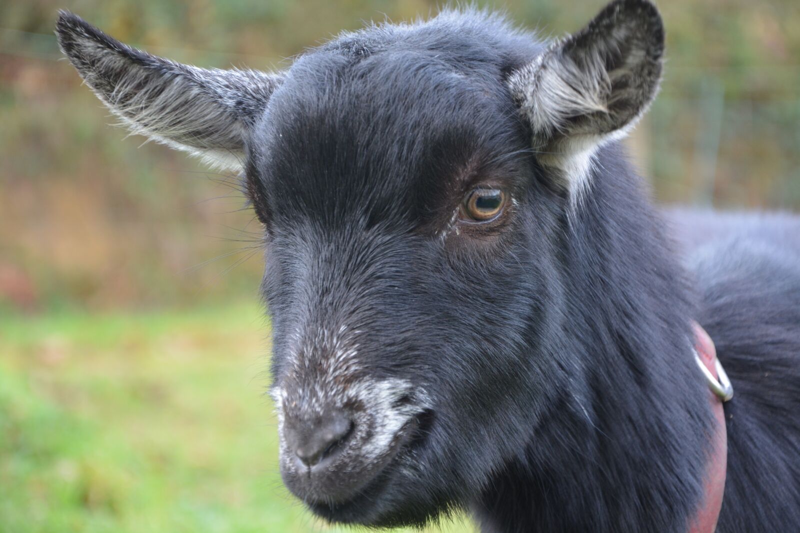 Nikon D5200 sample photo. Goat, black white, nature photography