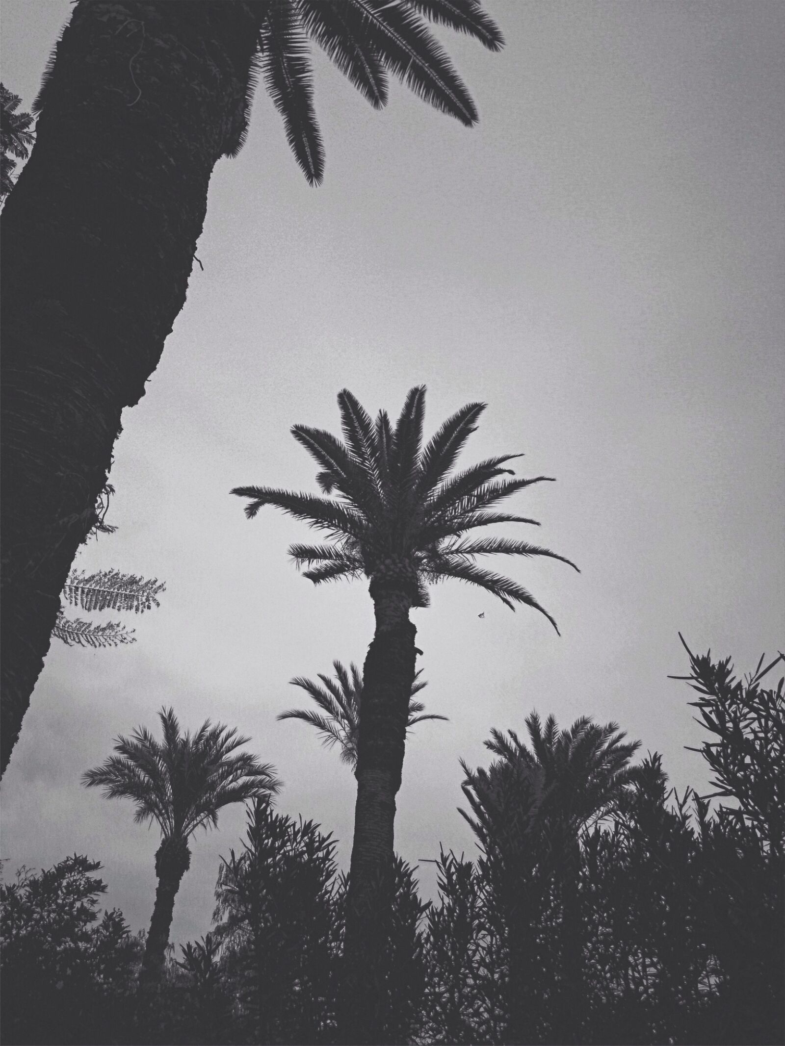 Apple iPhone 5 sample photo. Marrakesh, palm, trees photography