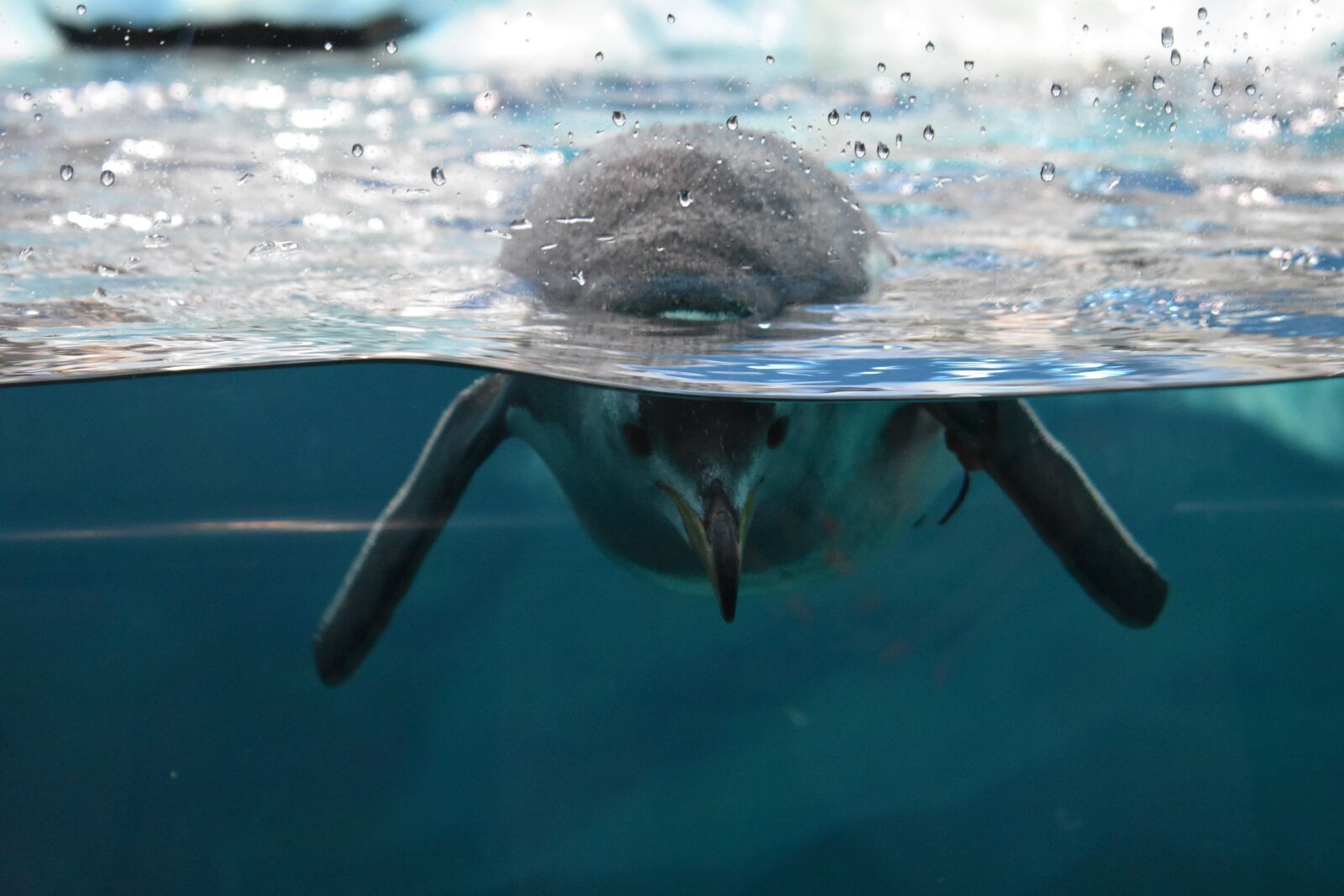 Nikon D3400 sample photo. Canarias, aquarium, dolphins photography