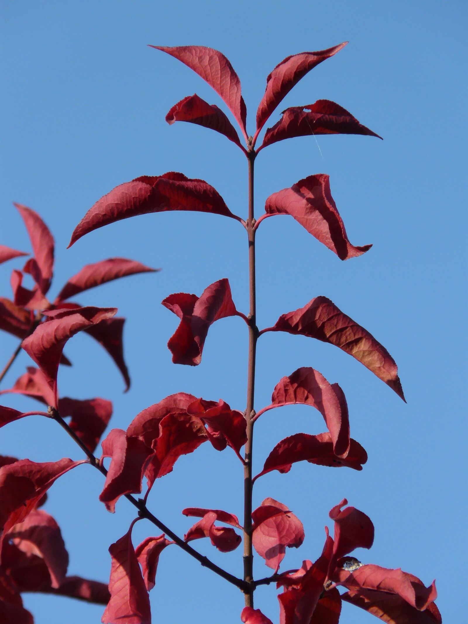 Panasonic DMC-FZ18 sample photo. Leaves, red, coloring photography