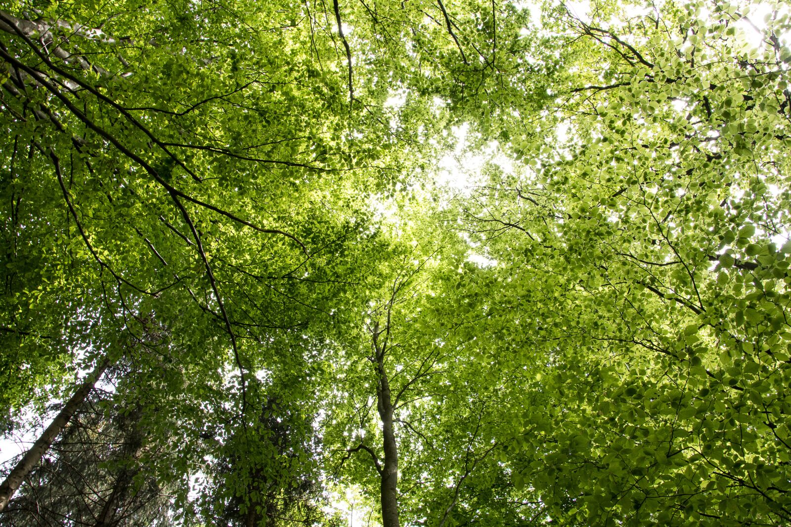 Canon EOS 80D sample photo. Deciduous forest, trees, nature photography
