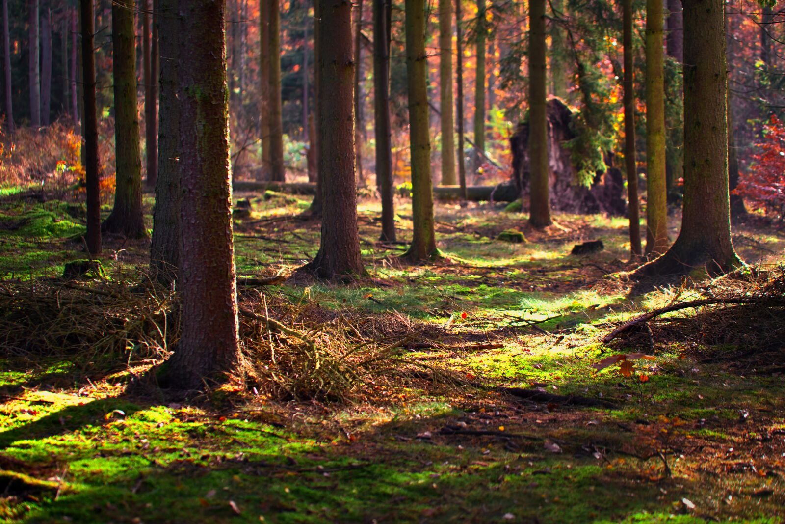 Canon EOS 6D sample photo. Forest, autumn, autumn light photography