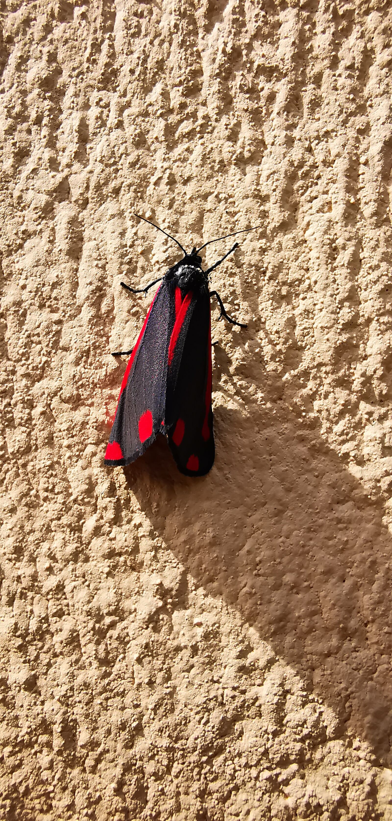 HUAWEI Mate 20 Pro sample photo. Insect, insect on wall photography