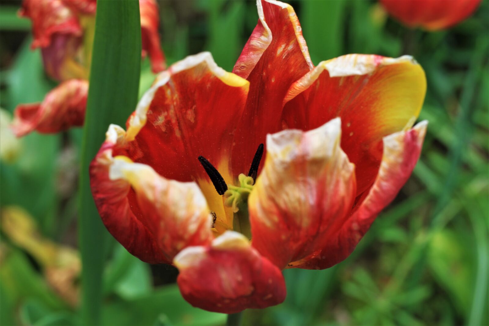 Canon EOS 7D sample photo. Garden tulip, faded, flourished photography