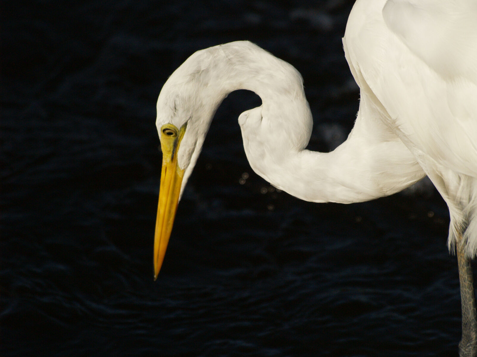 Olympus E-500 (EVOLT E-500) sample photo. Bird, egret, great, egret photography