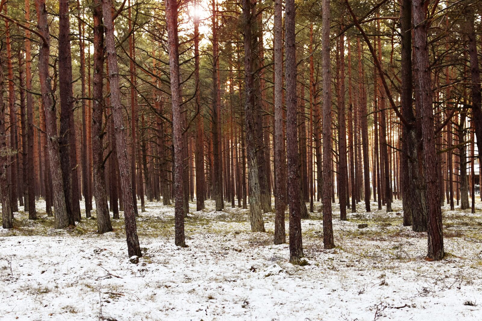Nikon D7200 sample photo. Winter, forest, sunset photography