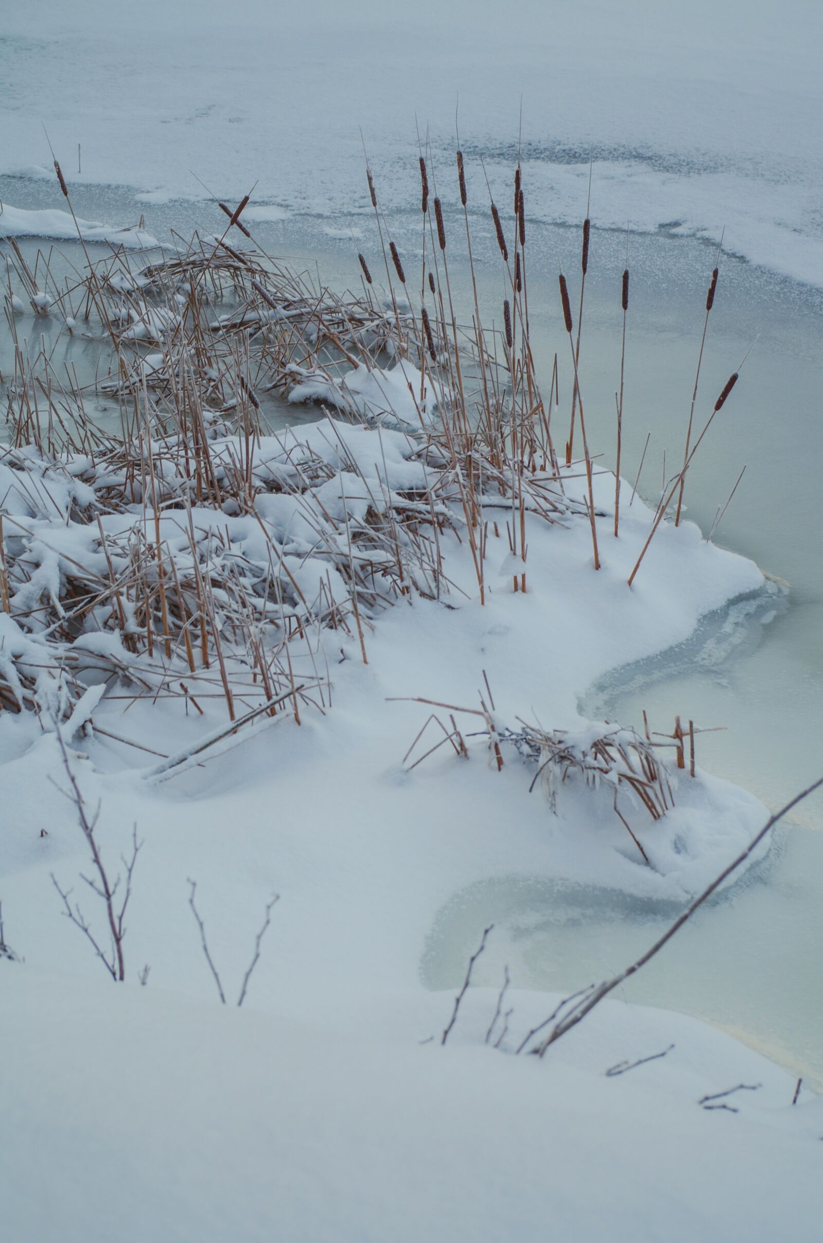 Pentax K-50 sample photo. Reed, ice, beach photography