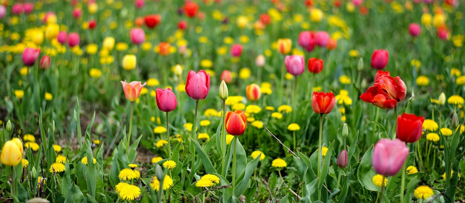 Nikon D7200 sample photo. Tulips, field, flowers photography