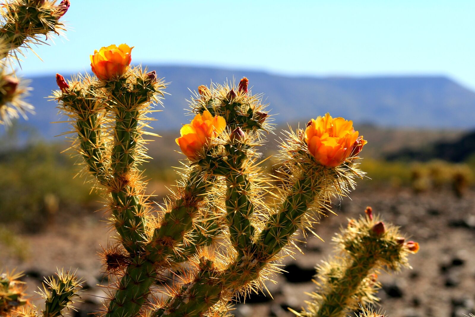 Canon EOS 400D (EOS Digital Rebel XTi / EOS Kiss Digital X) sample photo. Cactus, arizona, desert photography