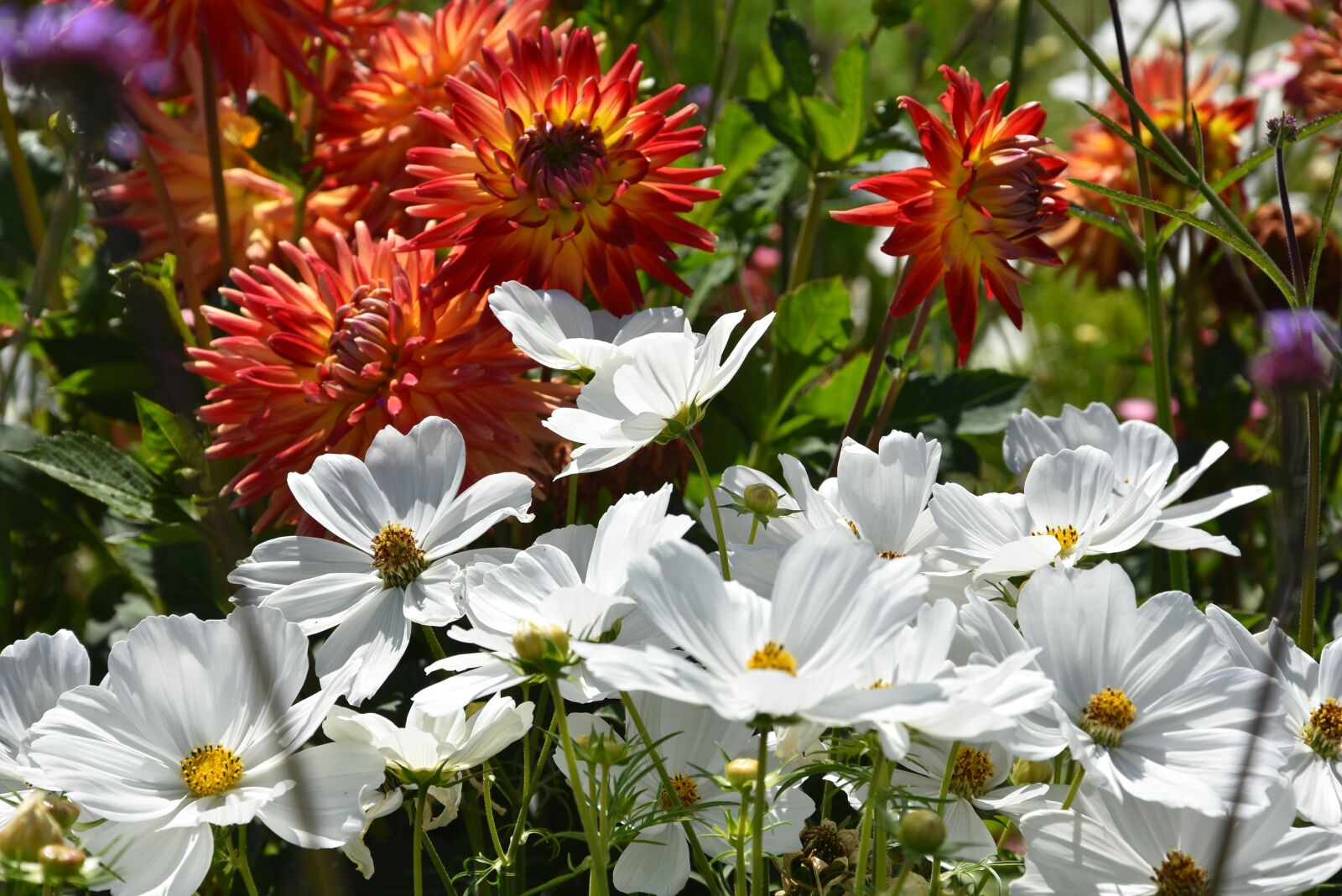 Nikon D3400 sample photo. Cosmea, white, dahlias photography