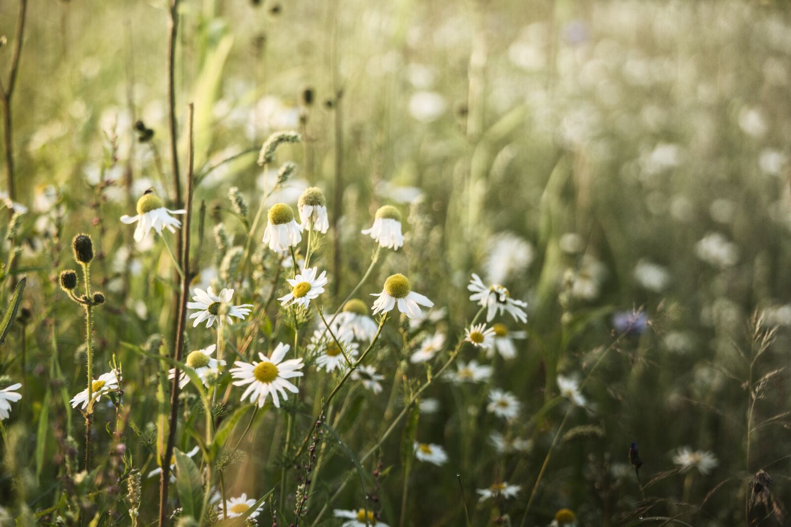 Canon EF-S 55-250mm F4-5.6 IS STM sample photo. Sunset, camomile, meadow photography