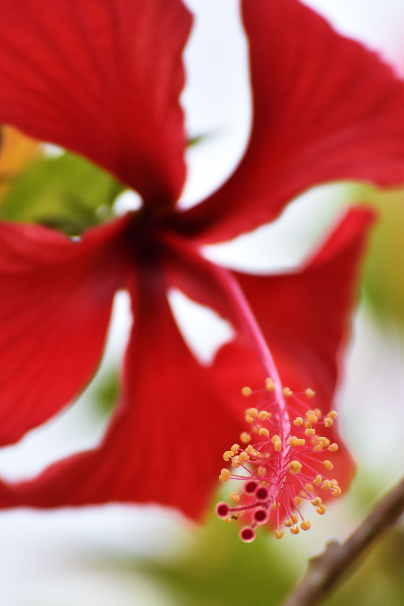 Nikon D810 sample photo. Flower, nature, plant photography