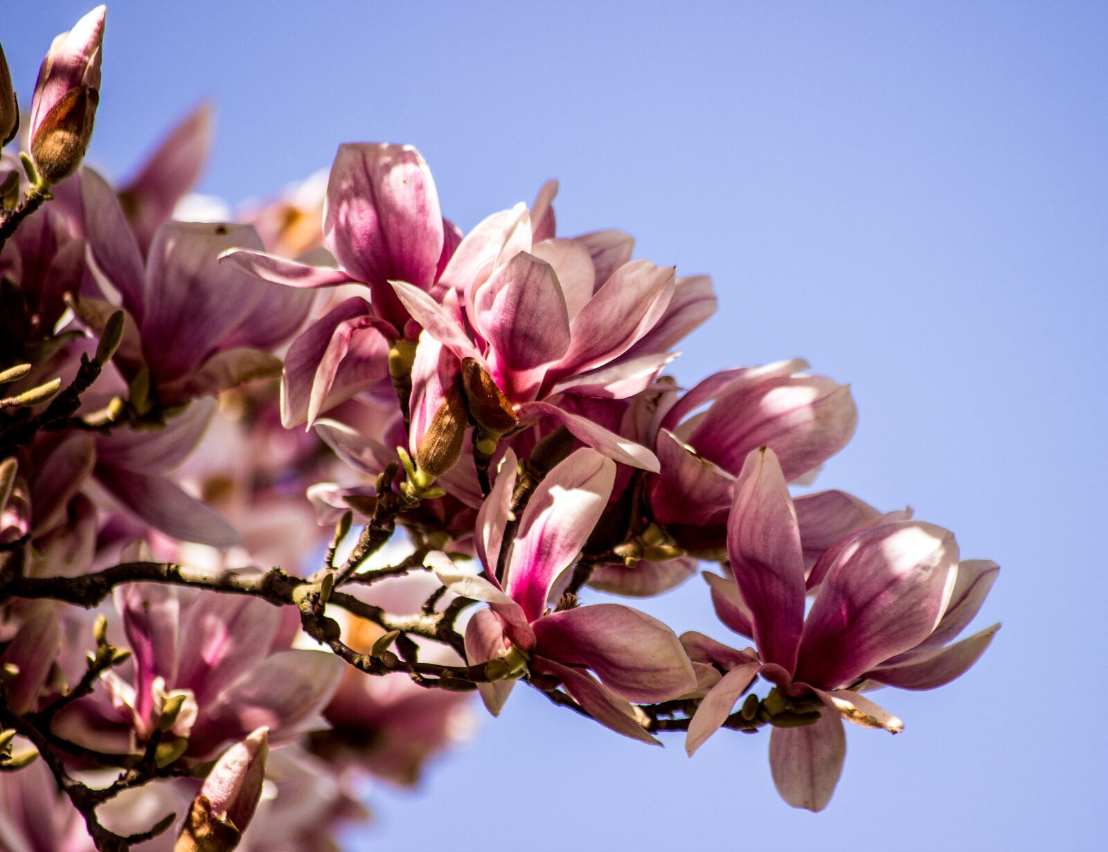Canon EOS 600D (Rebel EOS T3i / EOS Kiss X5) sample photo. Magnolia, flower, blossom photography