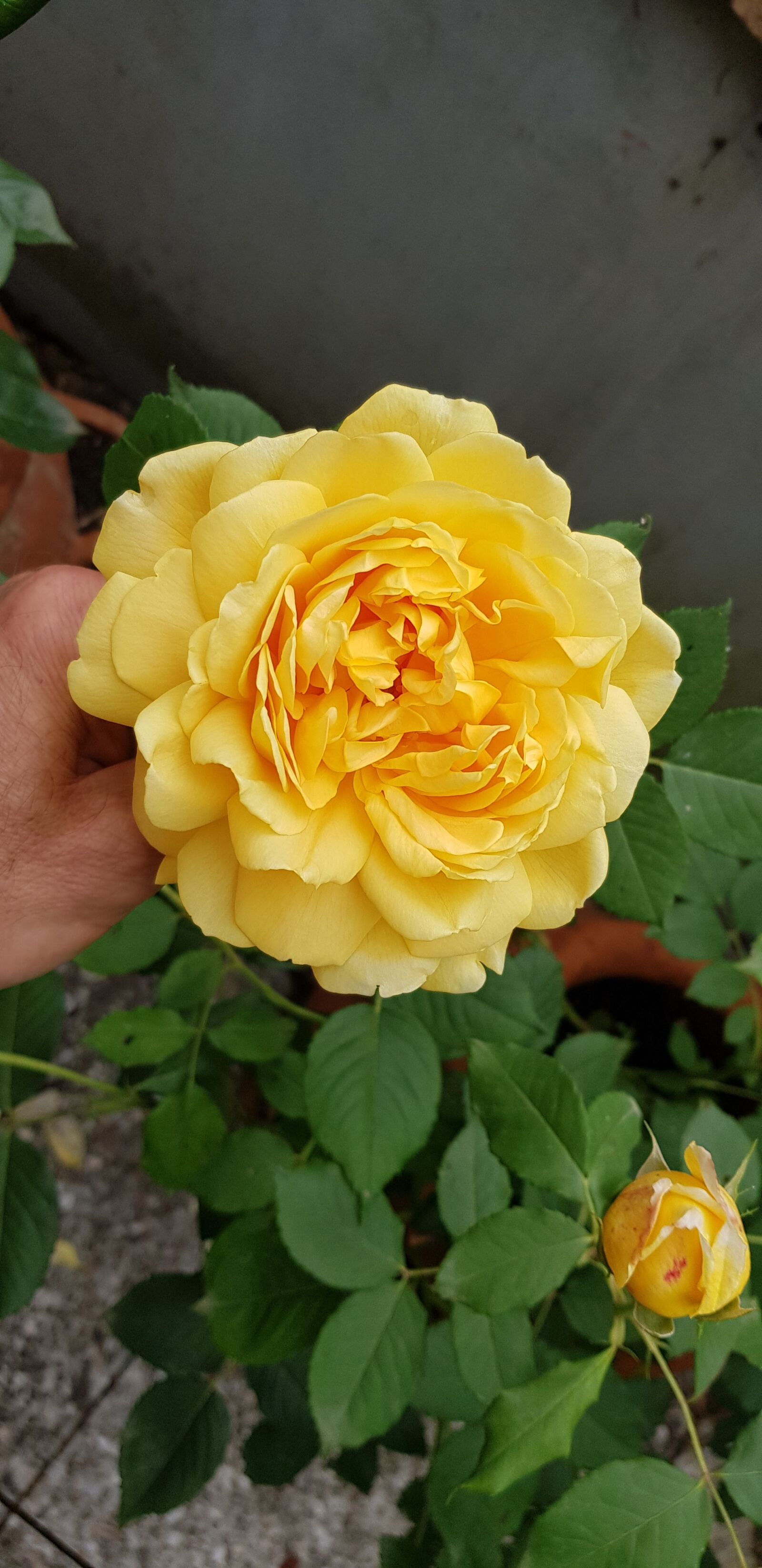Samsung Galaxy S8+ sample photo. Nature, rosa, yellow photography