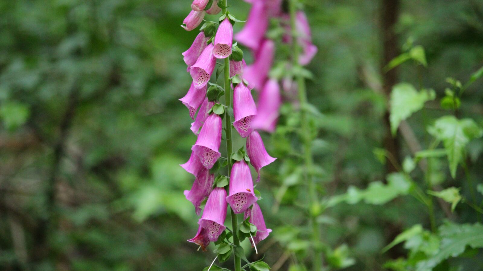 Canon EOS 600D (Rebel EOS T3i / EOS Kiss X5) sample photo. Flower, nature, garden photography