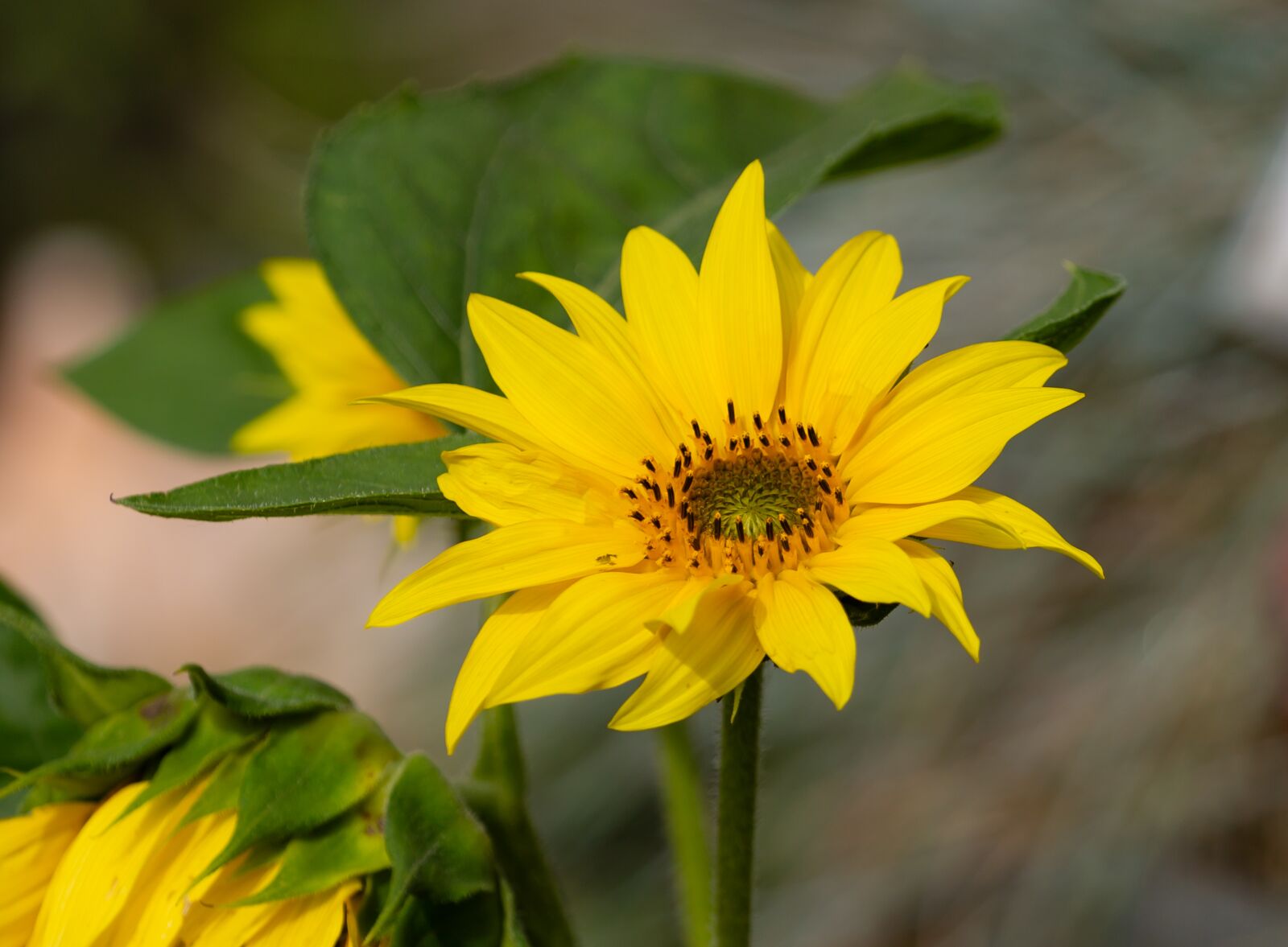 Canon EOS 5D Mark III sample photo. Western sunflower, sunflower, flower photography