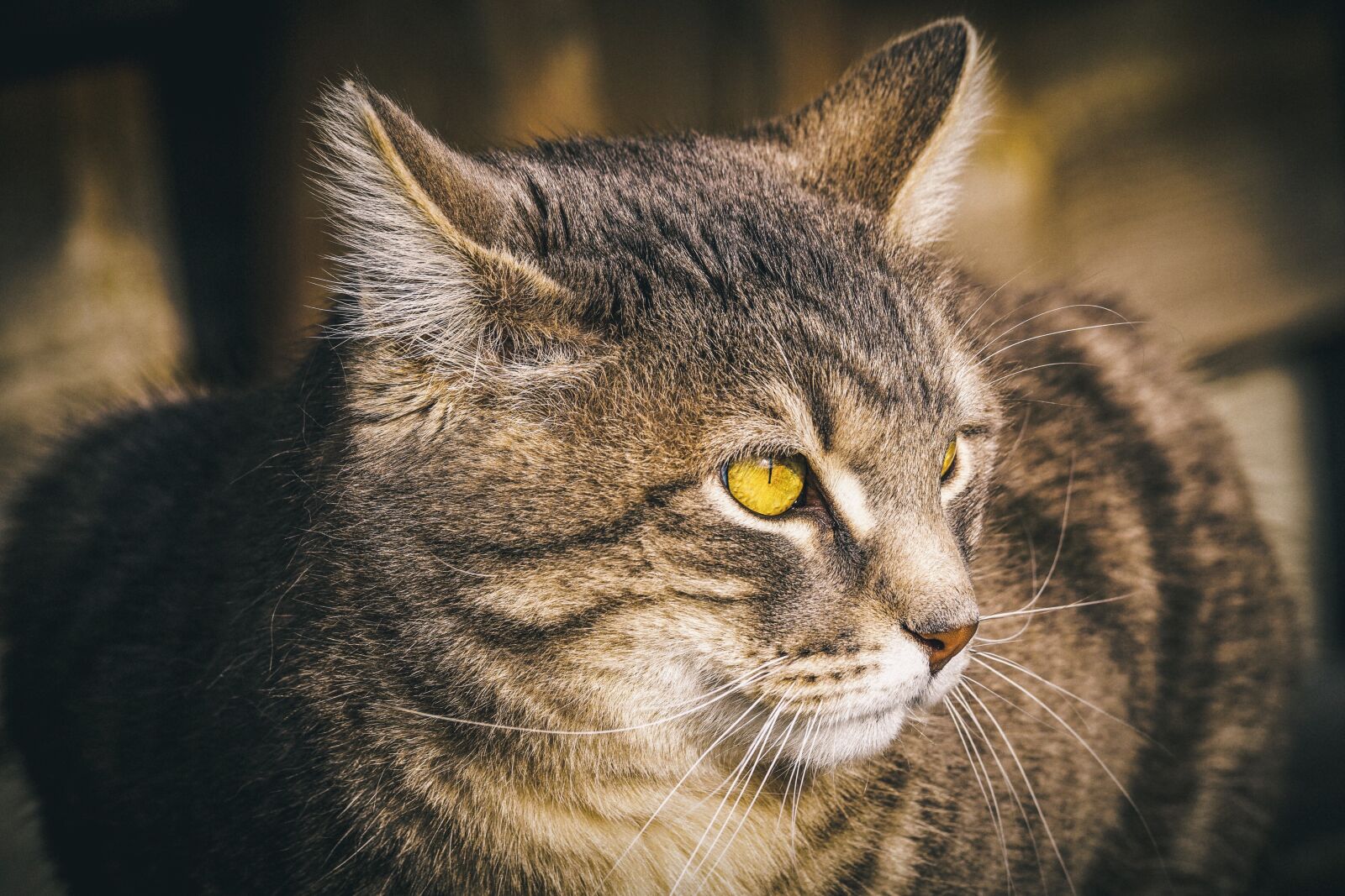 Sony DT 55-300mm F4.5-5.6 SAM sample photo. Cat, domestic cat, eyes photography