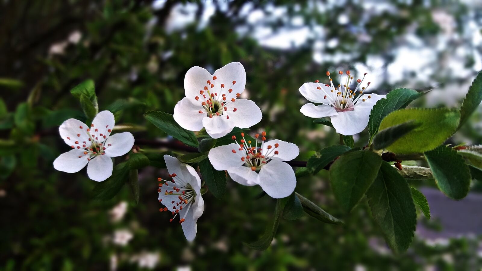 Samsung Galaxy J5 sample photo. Tree, flourishing, flowers photography