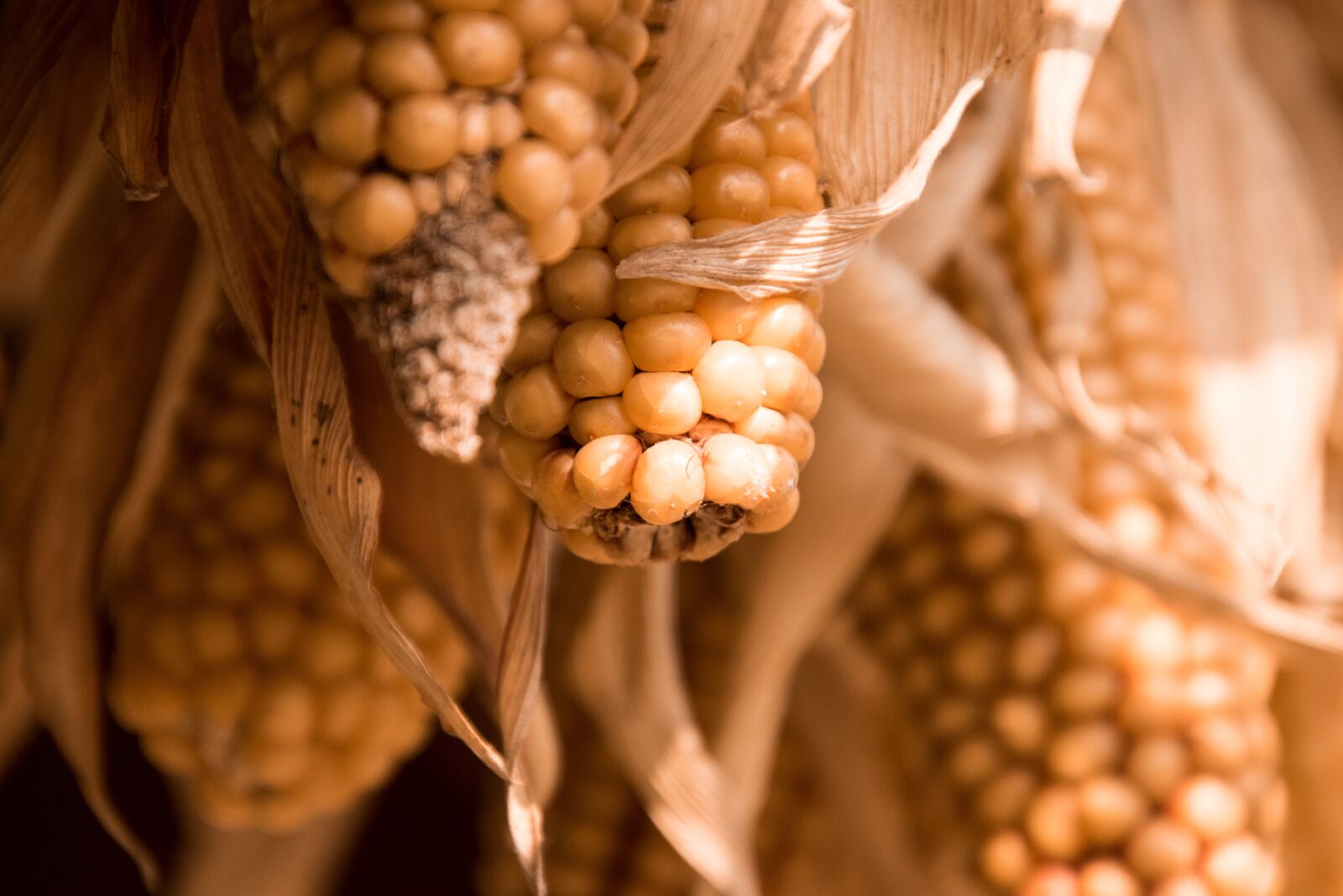 Nikon D3300 sample photo. Food, corn, vegetables photography