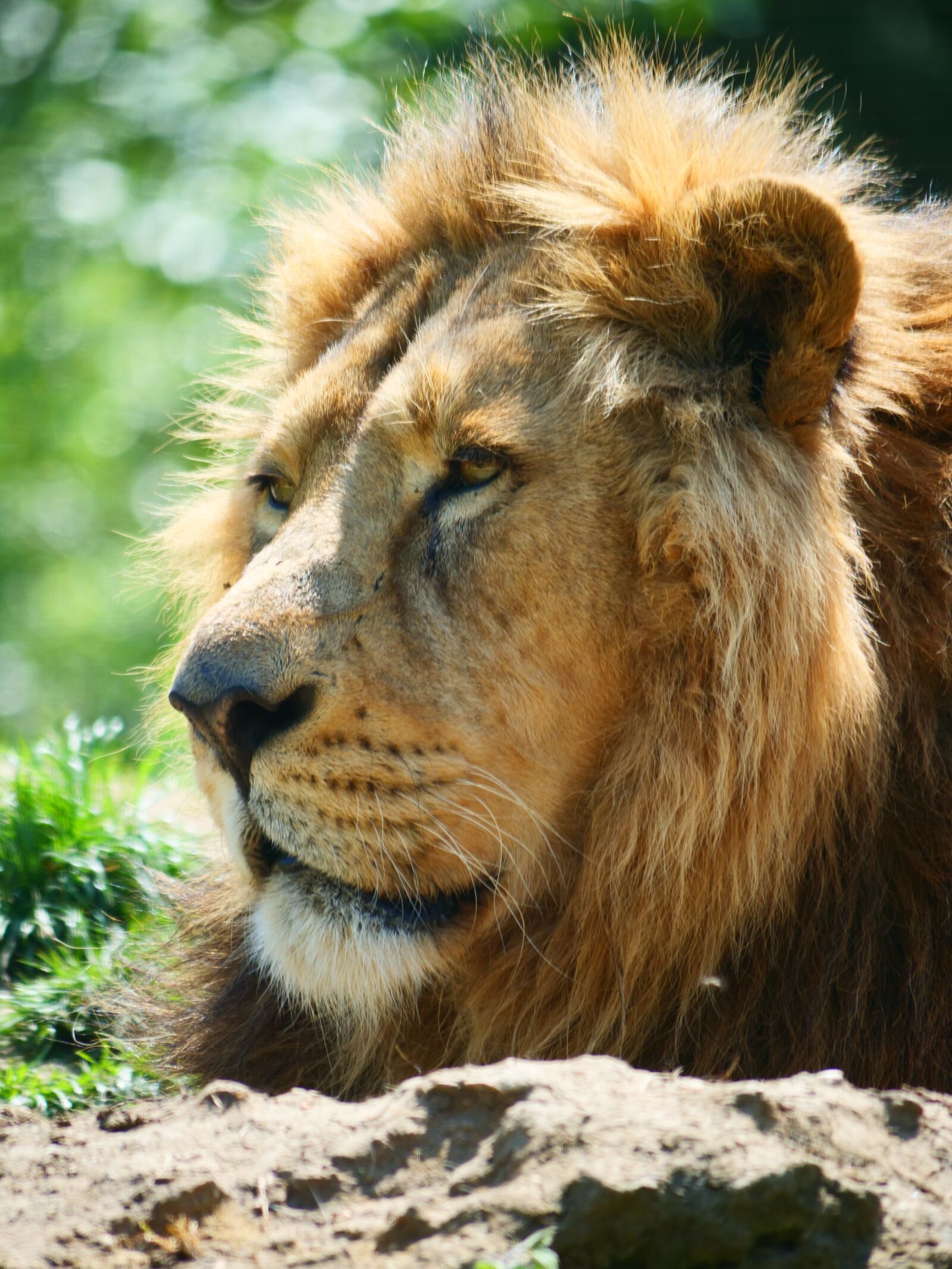 Panasonic Lumix DC-G9 sample photo. Lion, big cat, animal photography