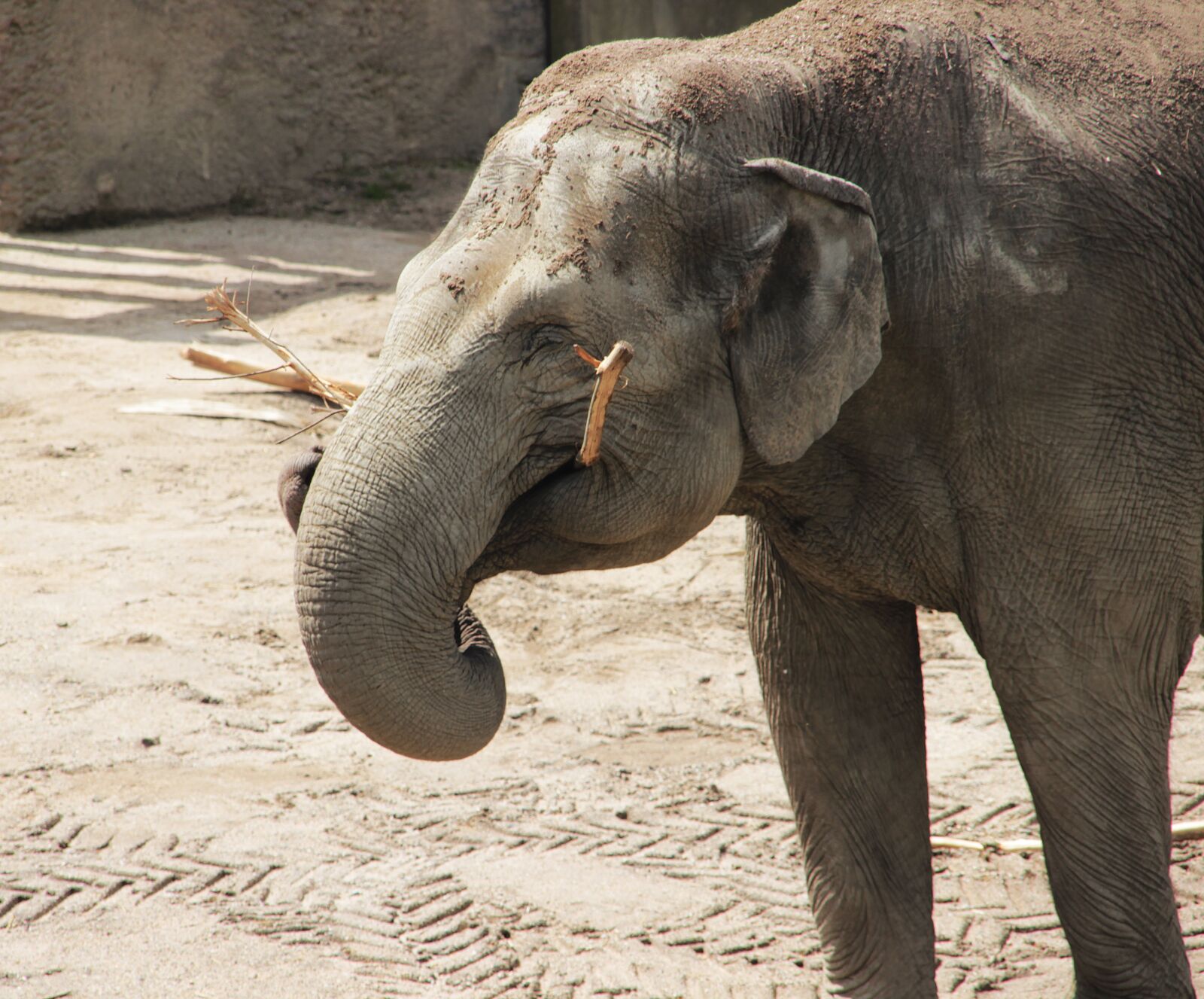 Canon EOS 600D (Rebel EOS T3i / EOS Kiss X5) sample photo. Elephant, happy, african bush photography