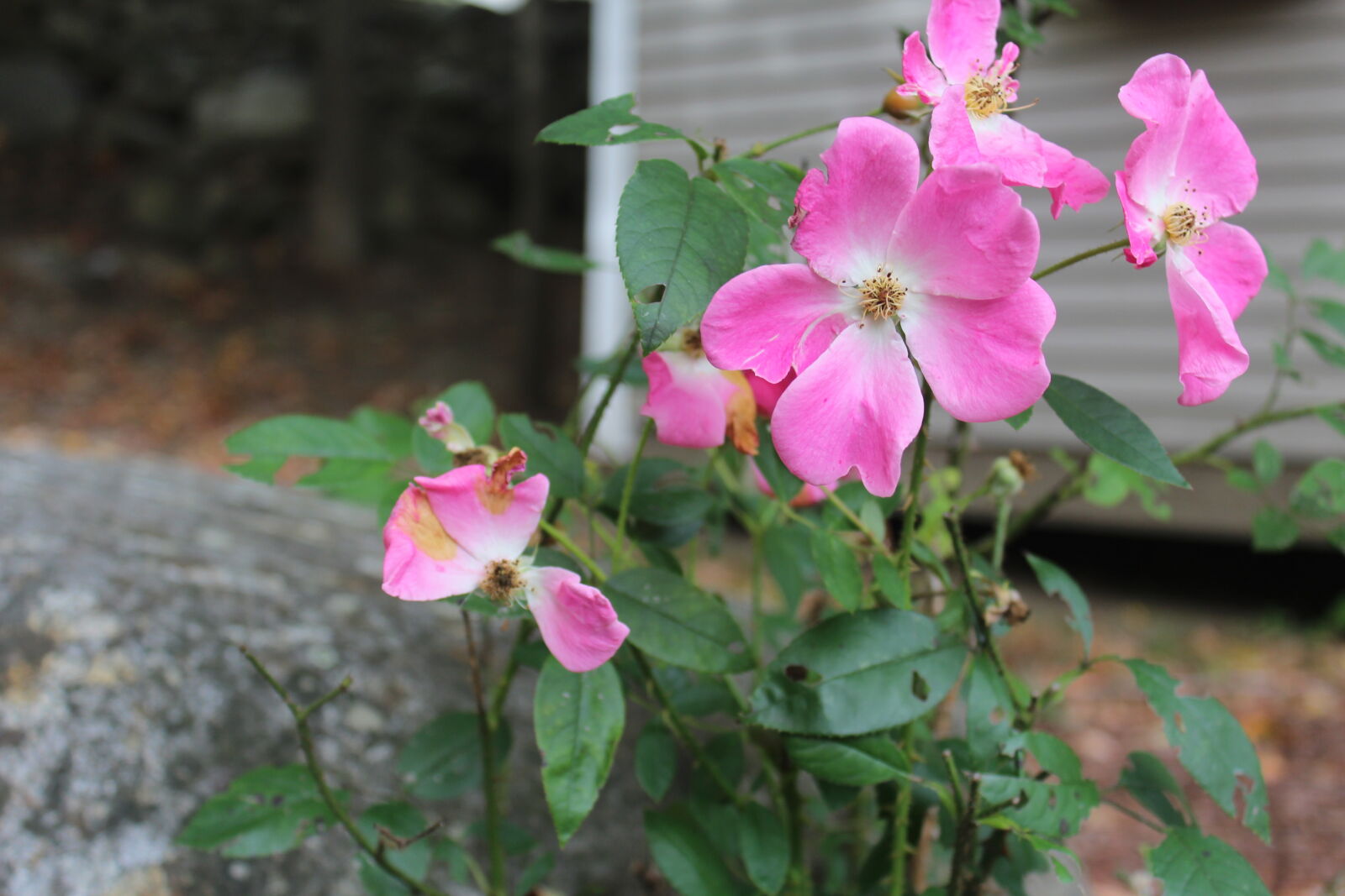 Canon EOS 1200D (EOS Rebel T5 / EOS Kiss X70 / EOS Hi) sample photo. Pink, roses, wild, roses photography