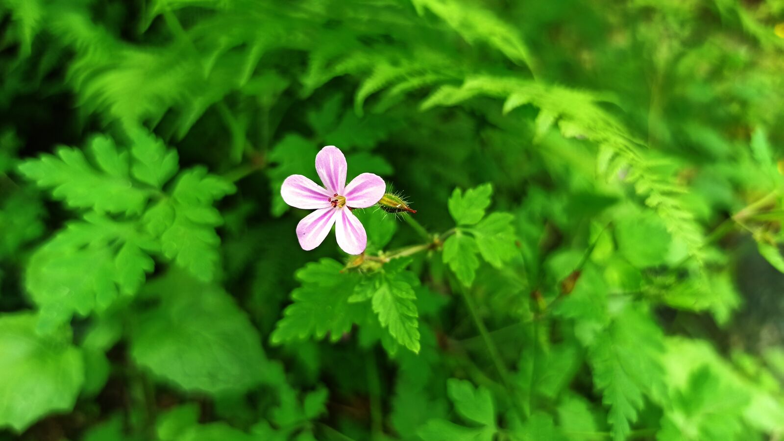 Xiaomi Redmi Note 8 Pro sample photo. Forest, flower, green photography