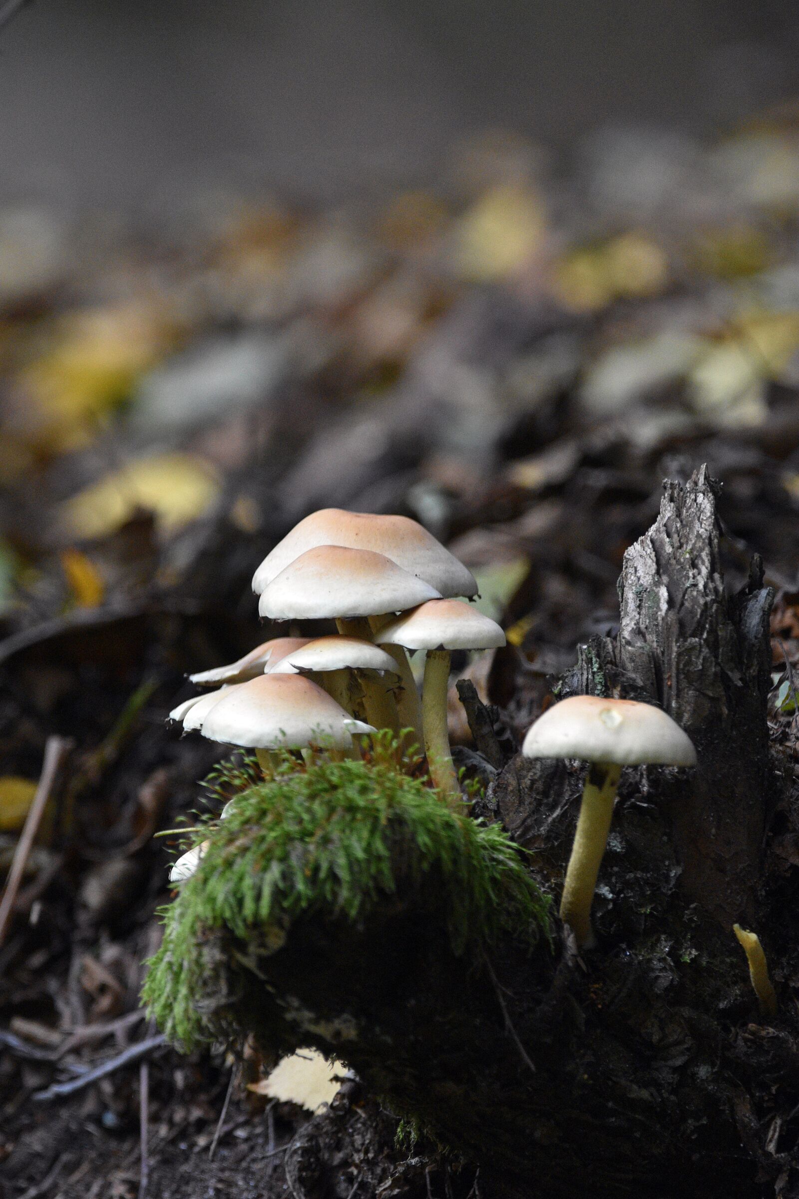 Nikon D3400 sample photo. Mushroom, mushrooms, forest photography