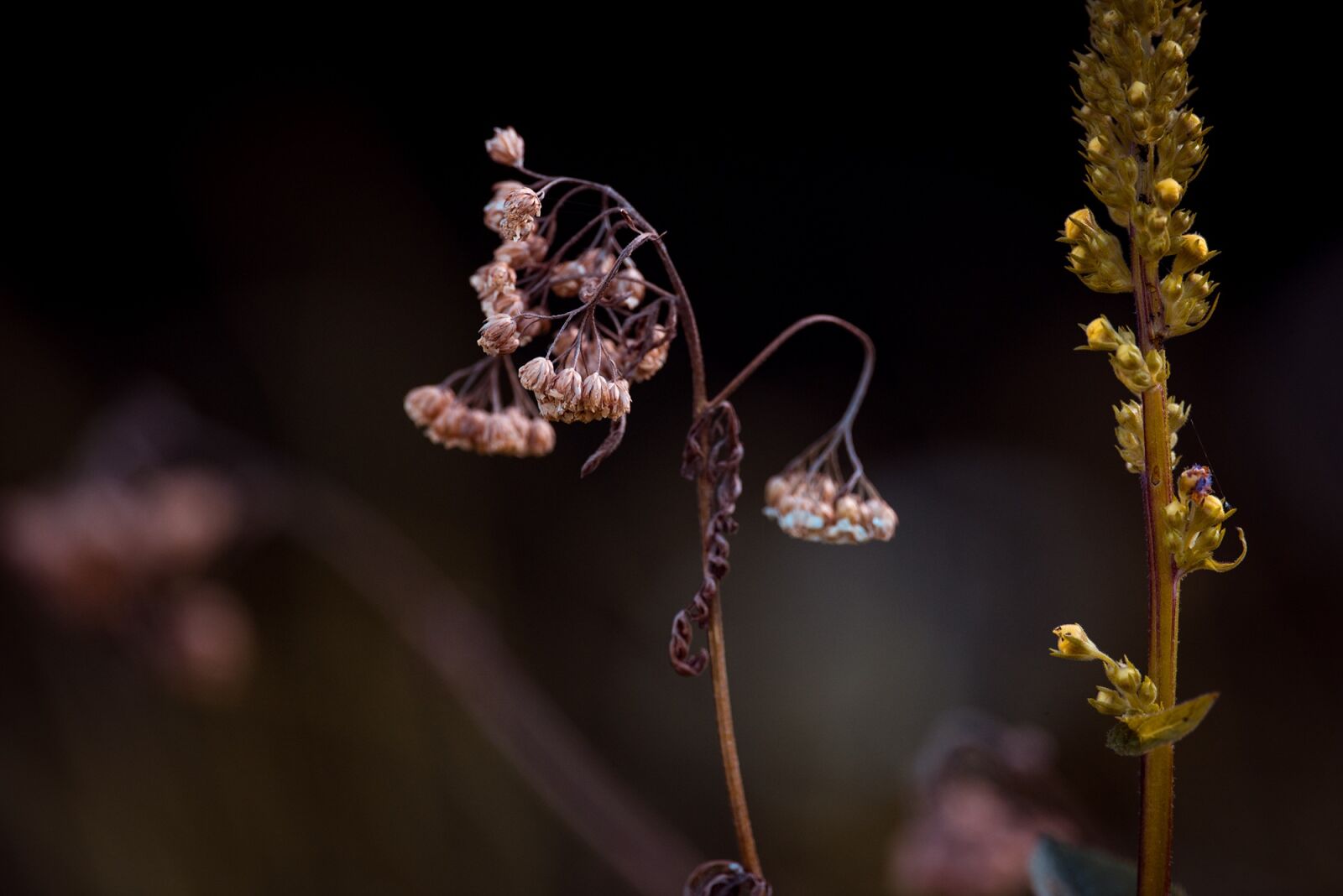 Nikon D750 sample photo. Plant, dry, seeds photography