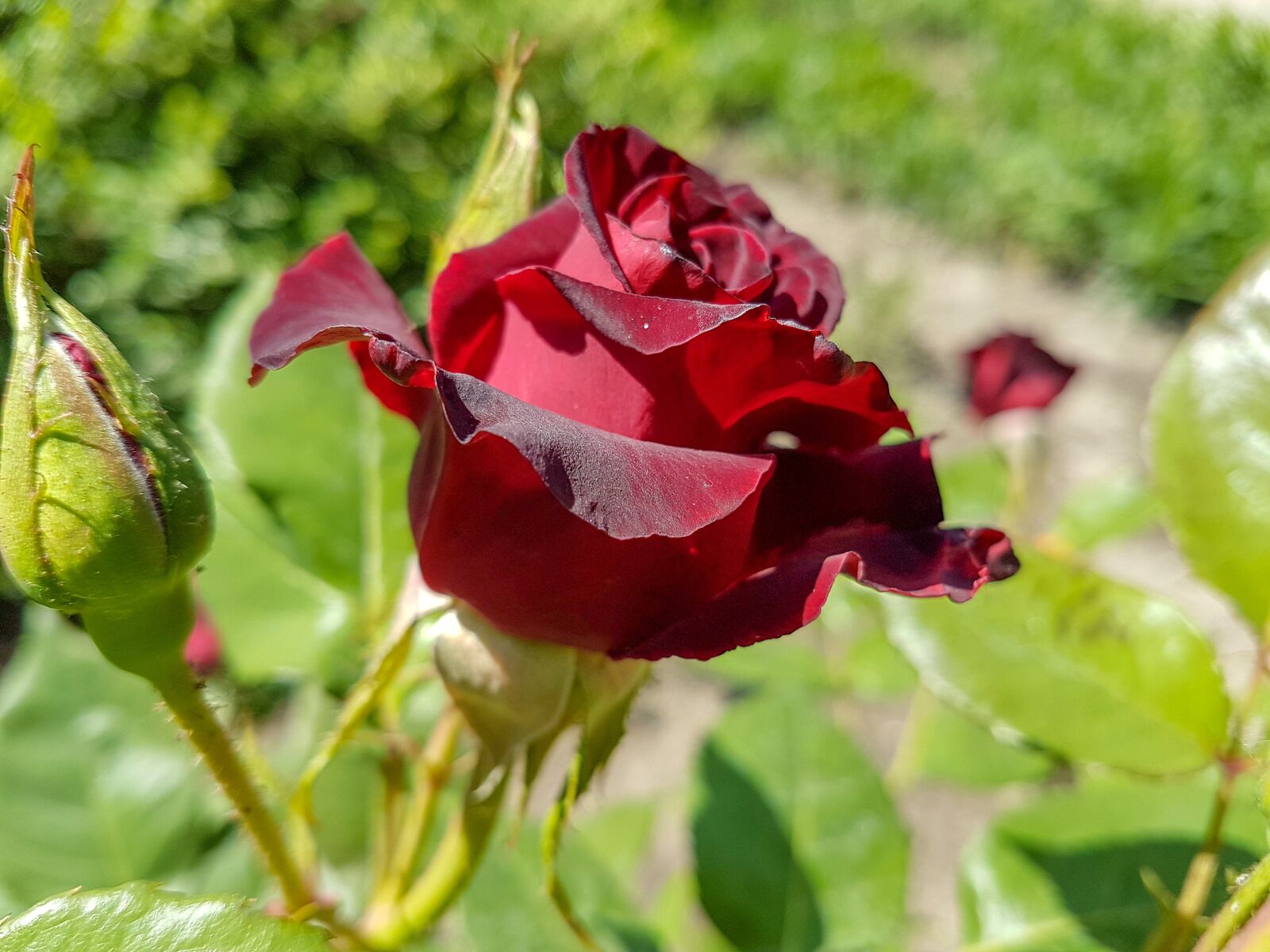 Samsung Galaxy S7 Edge sample photo. Rose, flower, red photography