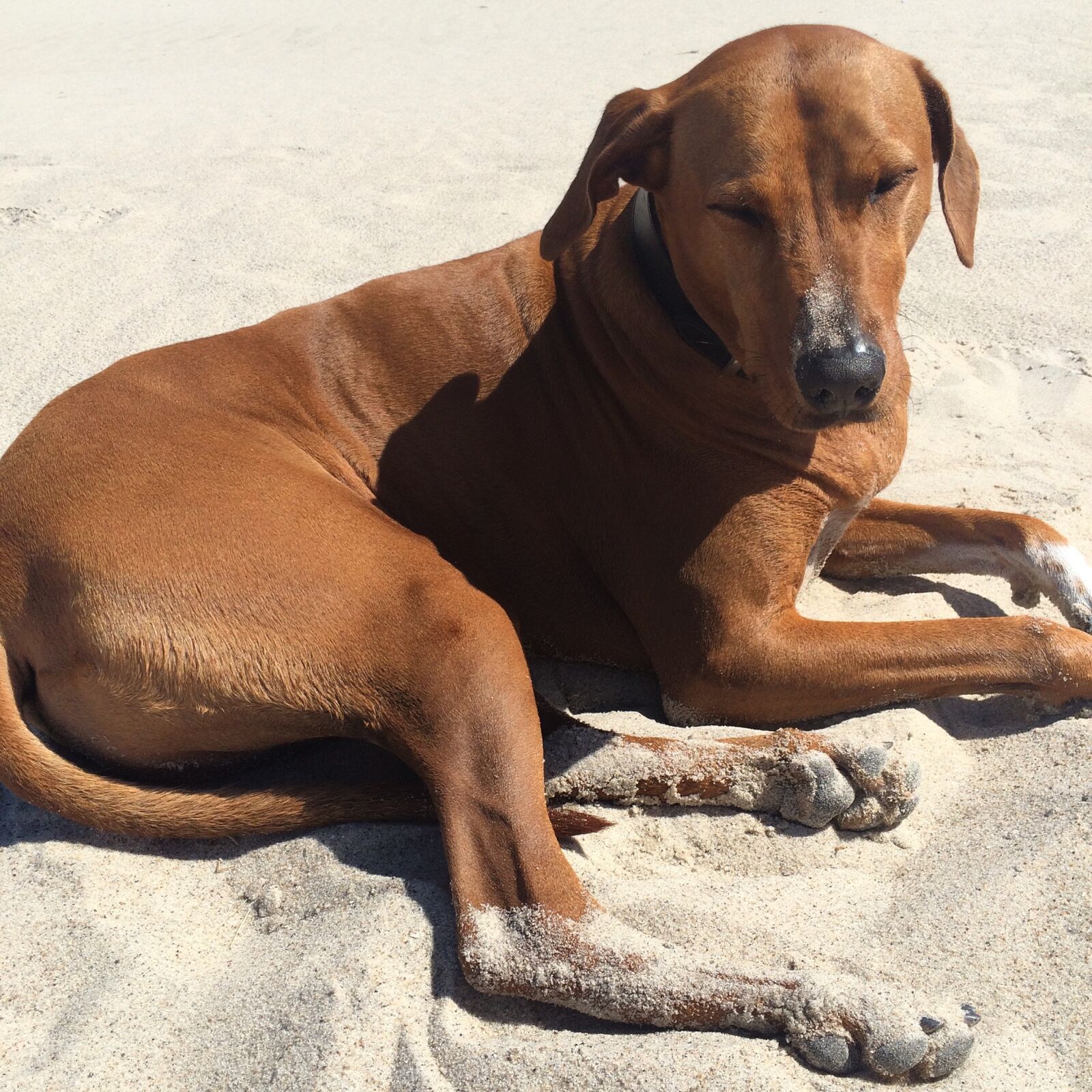 iPhone 5s back camera 4.15mm f/2.2 sample photo. Ridgeback, sand, dog photography