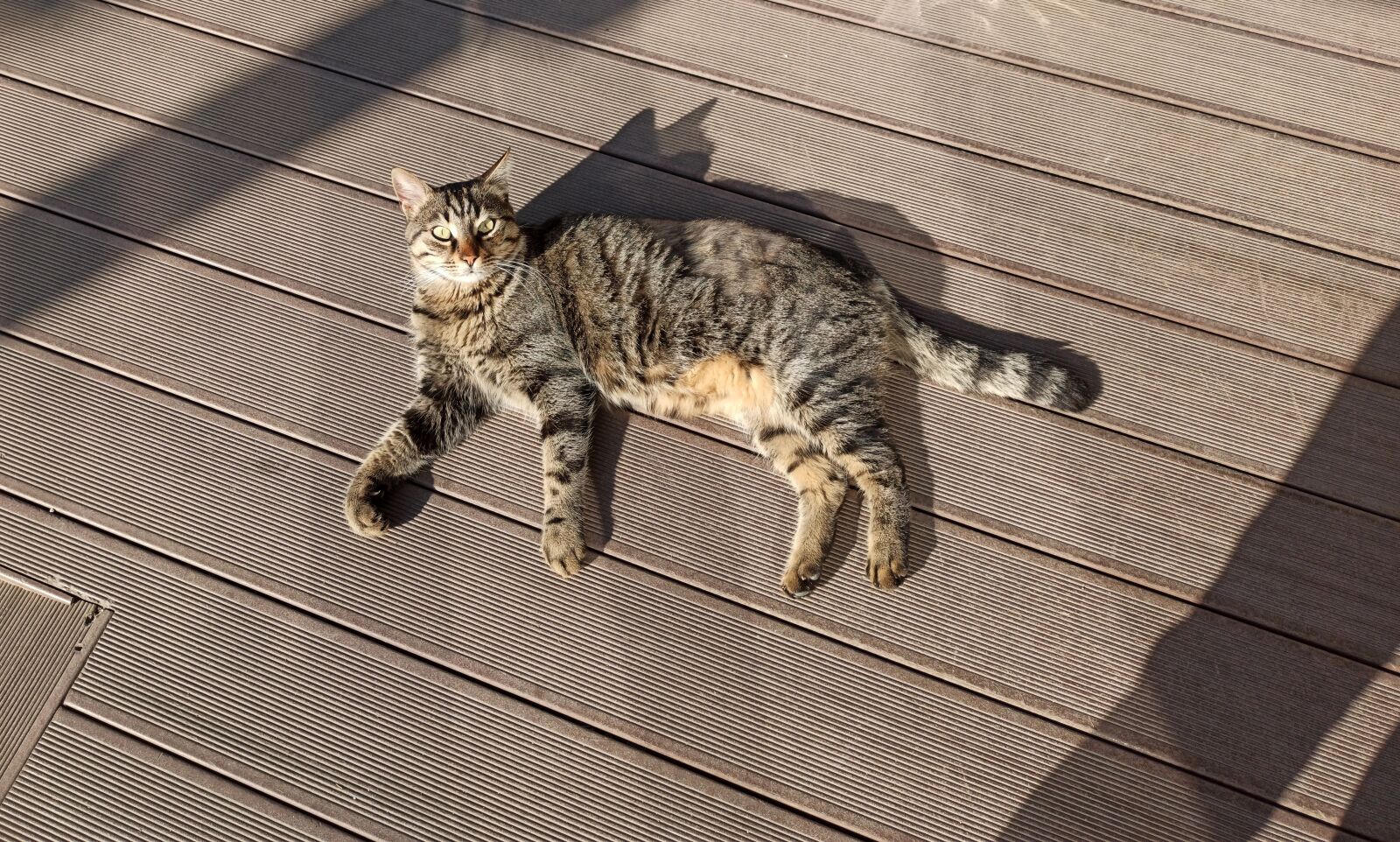 Xiaomi Redmi Note 8 Pro sample photo. Cat, animals, tips photography
