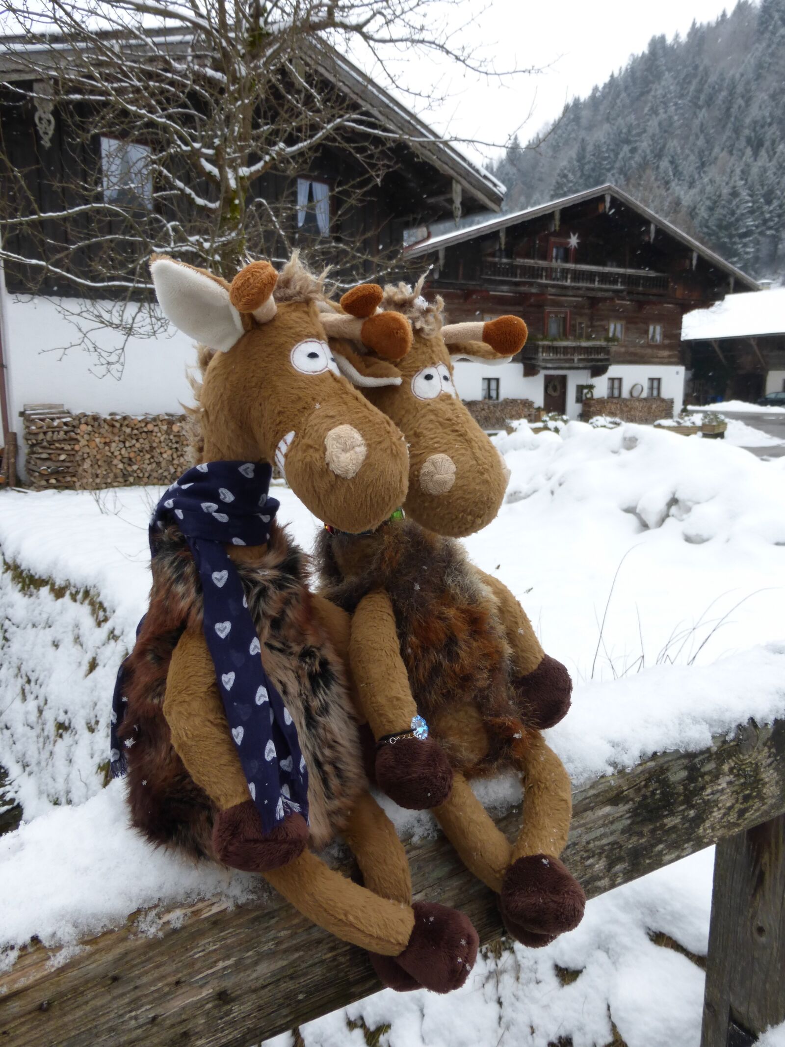 Panasonic DMC-TZ36 sample photo. Chiemgau, bavaria, plush photography