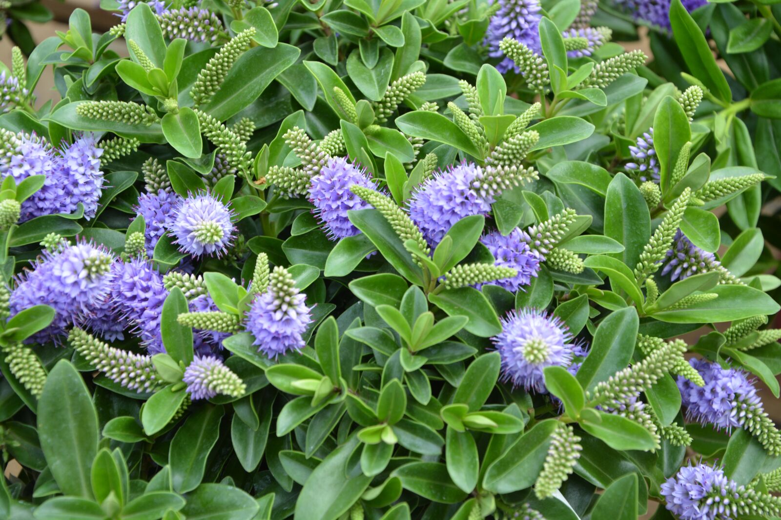Nikon D5200 sample photo. Flower, plant, plants flowering photography