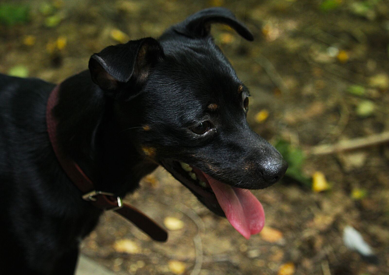 Canon EOS 1200D (EOS Rebel T5 / EOS Kiss X70 / EOS Hi) sample photo. Dog, puppy, cute photography