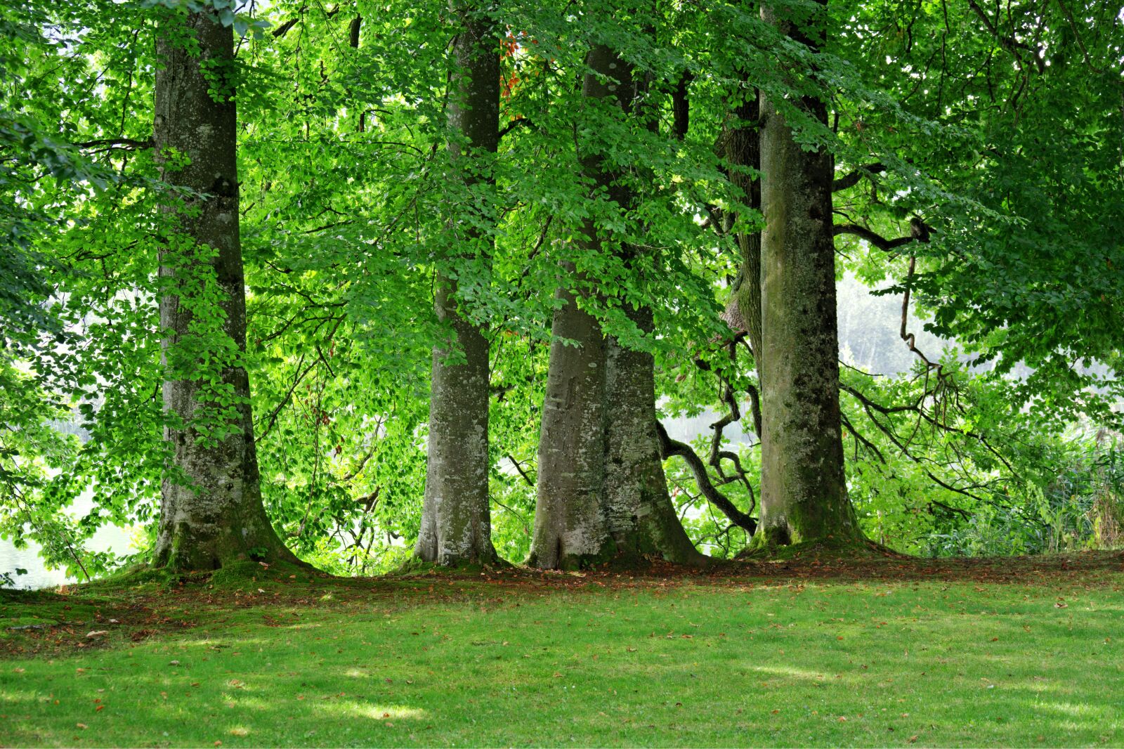 55.0-200.0mm f/4.0-f/5.6 sample photo. Trees, group, nature photography