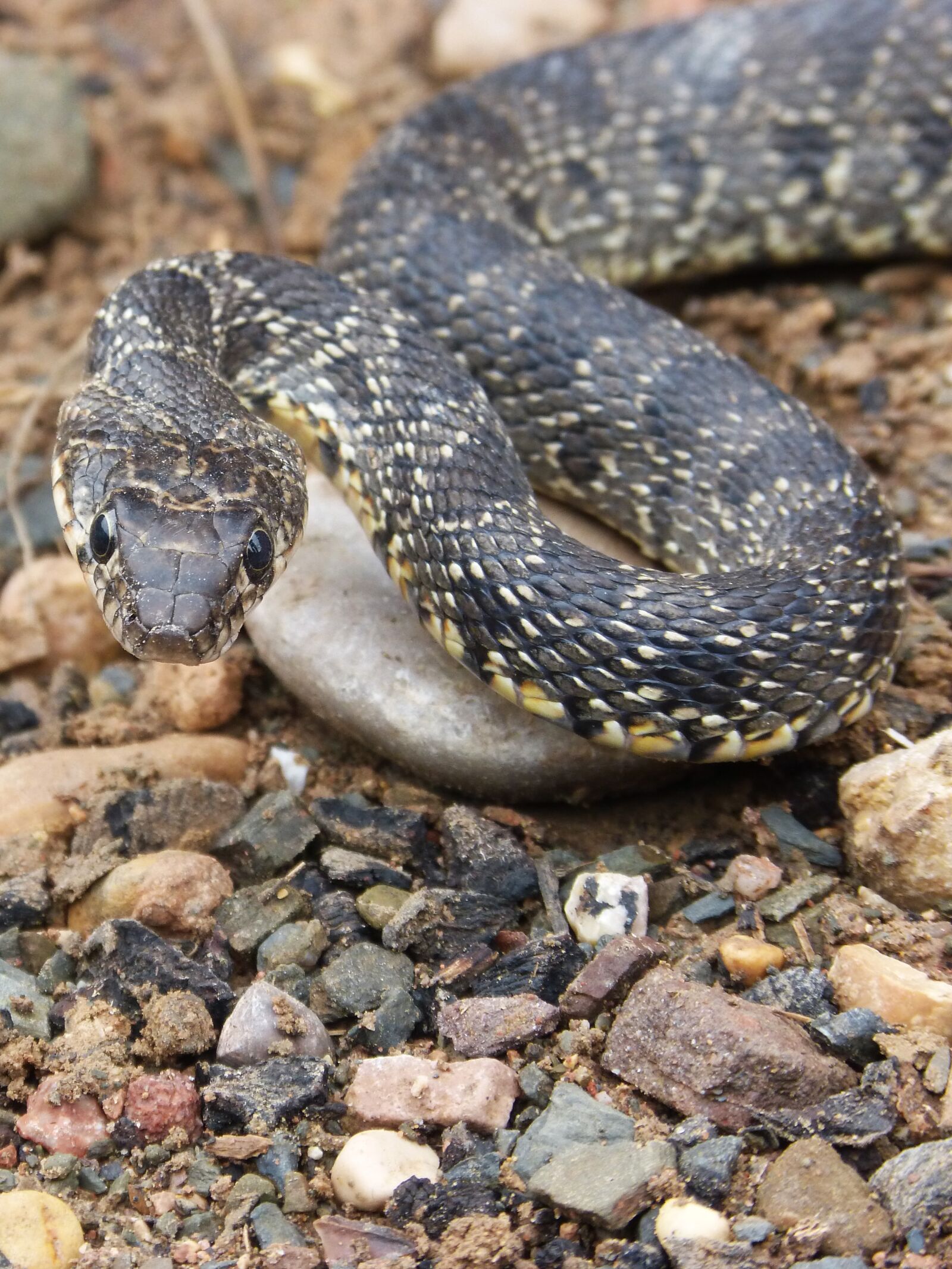 Panasonic DMC-FZ62 sample photo. Snake, threat, legua bifida photography