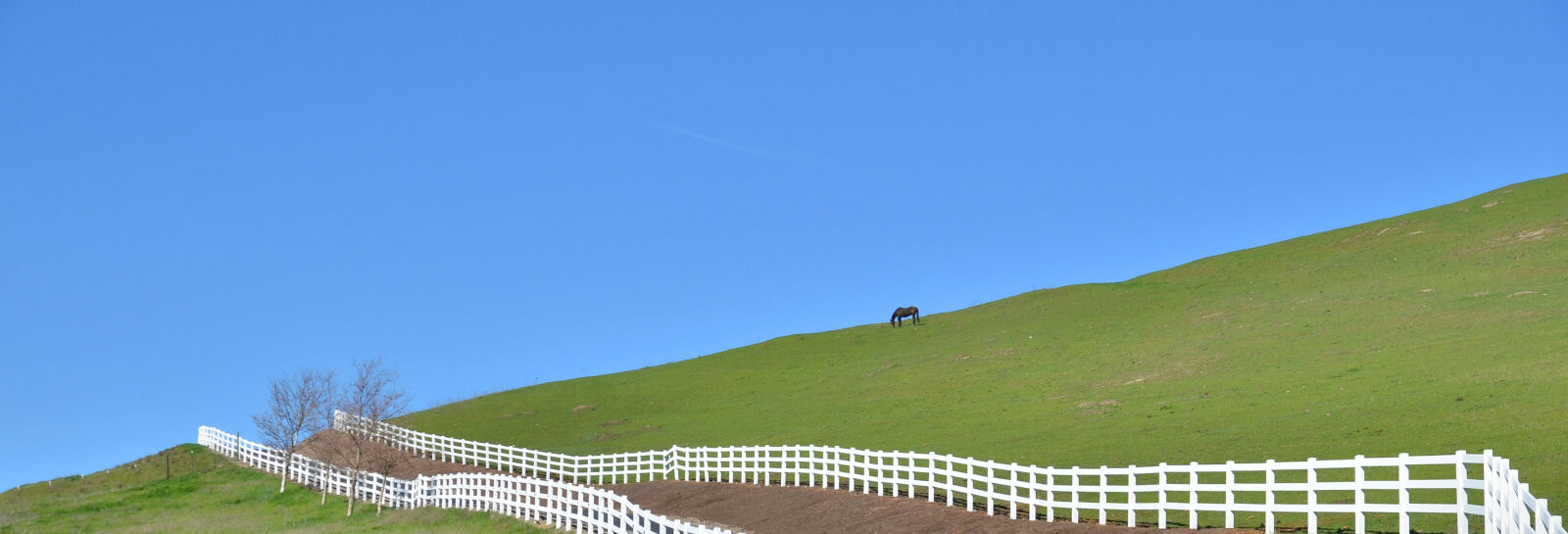 Nikon D7000 sample photo. Lone, horse photography