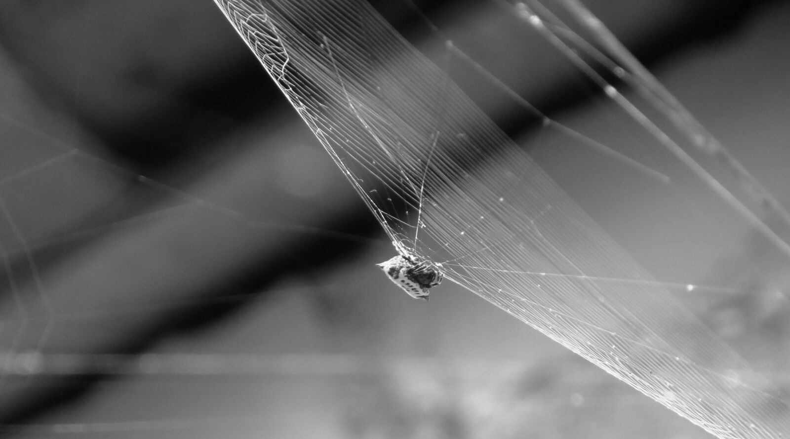 Canon PowerShot SX50 HS sample photo. Nature, insects, armenia photography