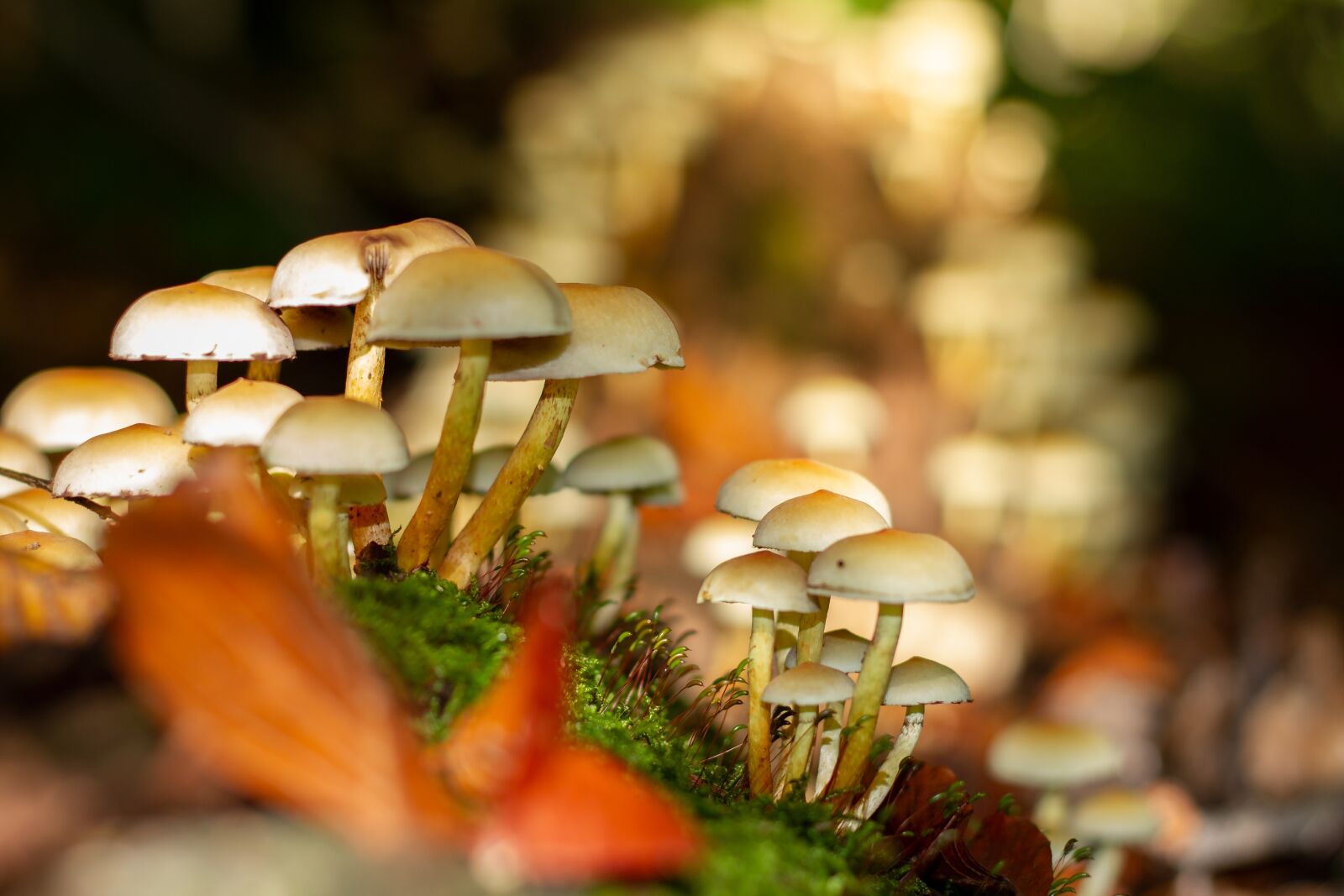 Canon EOS 7D sample photo. Mushrooms, white, forest photography