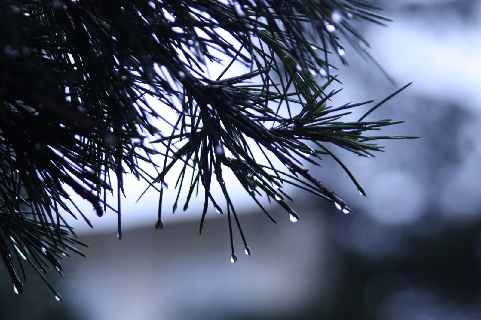 Canon EOS 450D (EOS Rebel XSi / EOS Kiss X2) sample photo. Blur, close, up, conifer photography