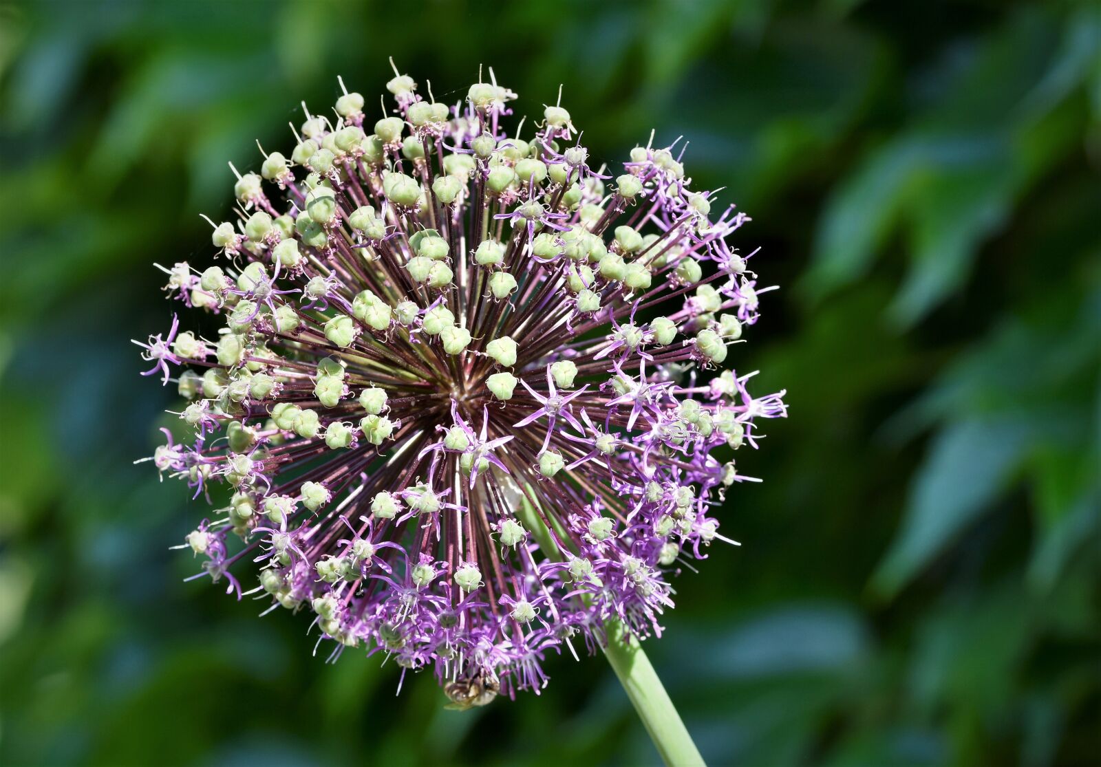 Nikon D7200 sample photo. Ornamental onion, allium, flower photography