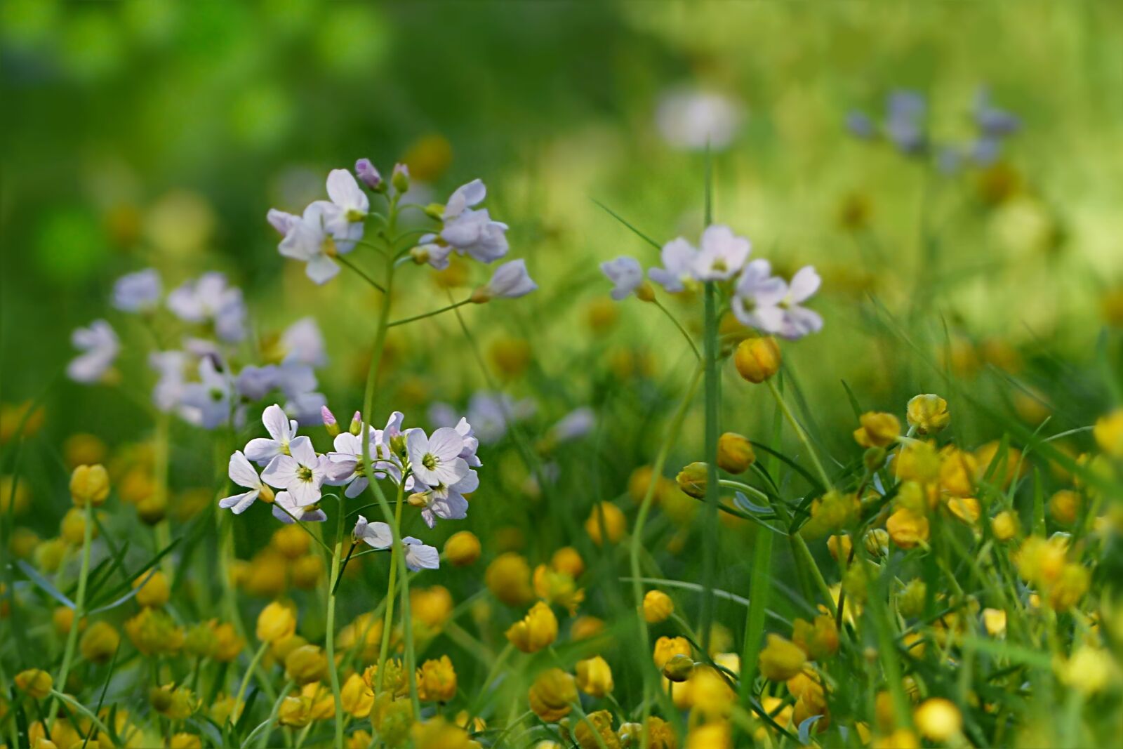 Panasonic Lumix DMC-FZ200 sample photo. Nature, meadow, flower photography