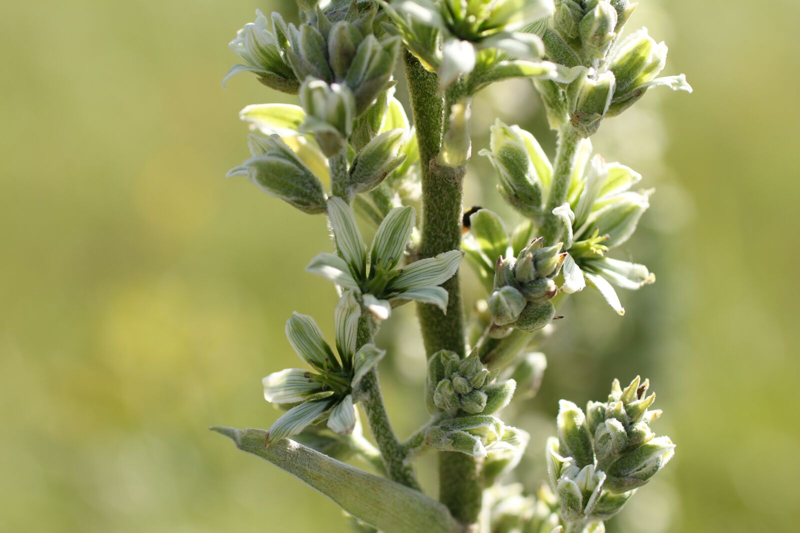 Canon EOS 550D (EOS Rebel T2i / EOS Kiss X4) sample photo. White germer, wild plant photography